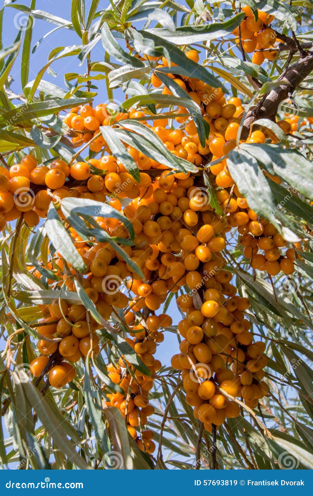 SanddornFrucht Auf StrauchNiederlassung Stockbild Bild von sommer