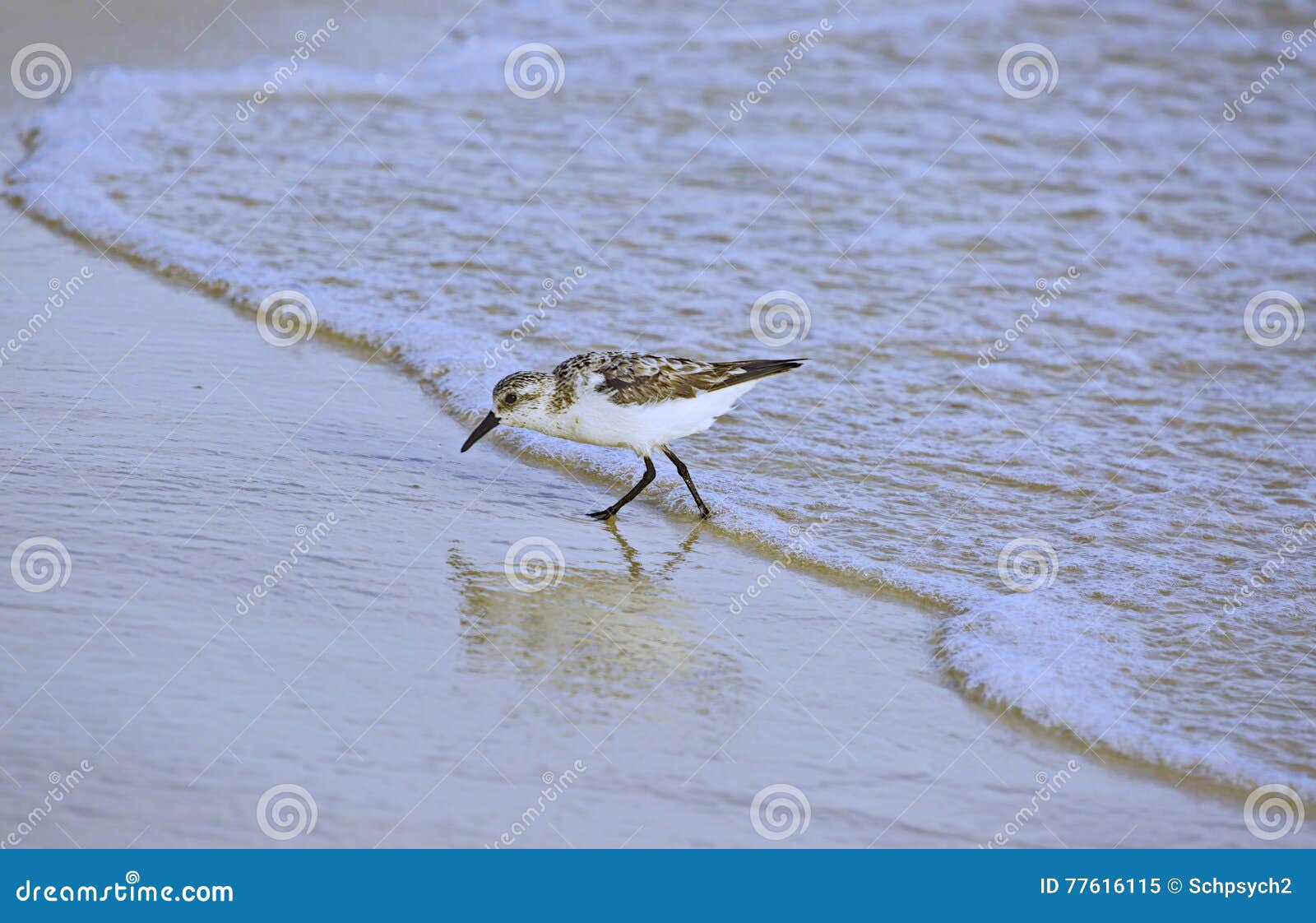 Il Sanderling si allontana dall'acqua mentre l'onda colpisce la linea di costa