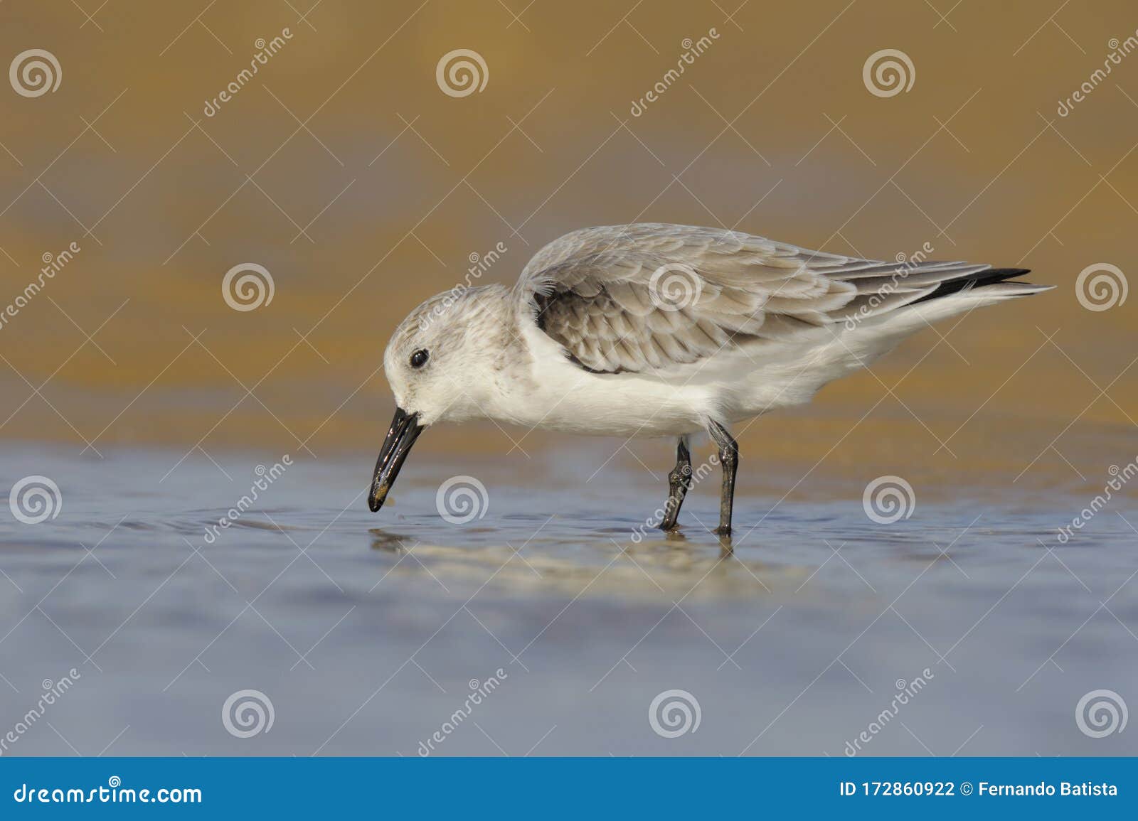 sanderling - pilrito praias - calidris alba