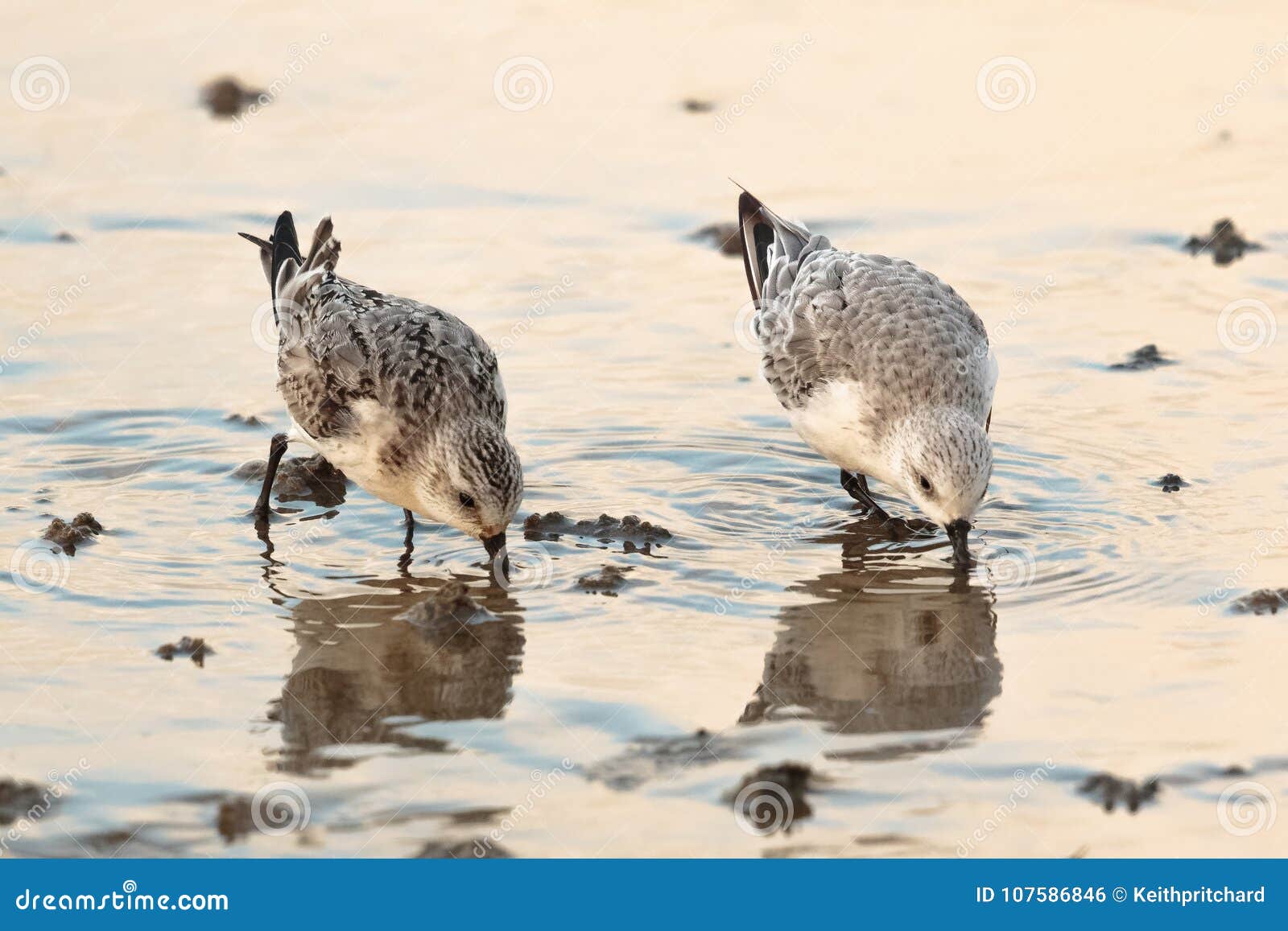 sanderling waders or shorebirds, calidris alba. uk.