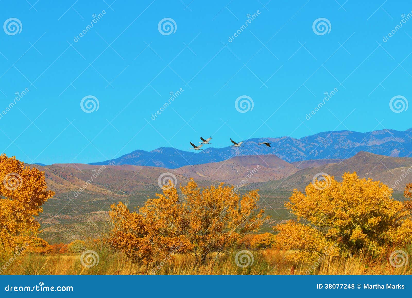 sandhil cranes at bosque del apache