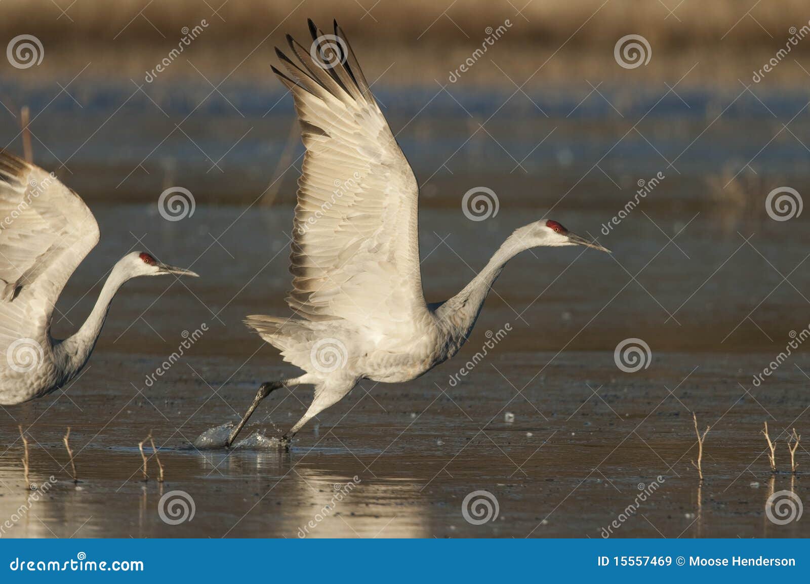 sandhill crane