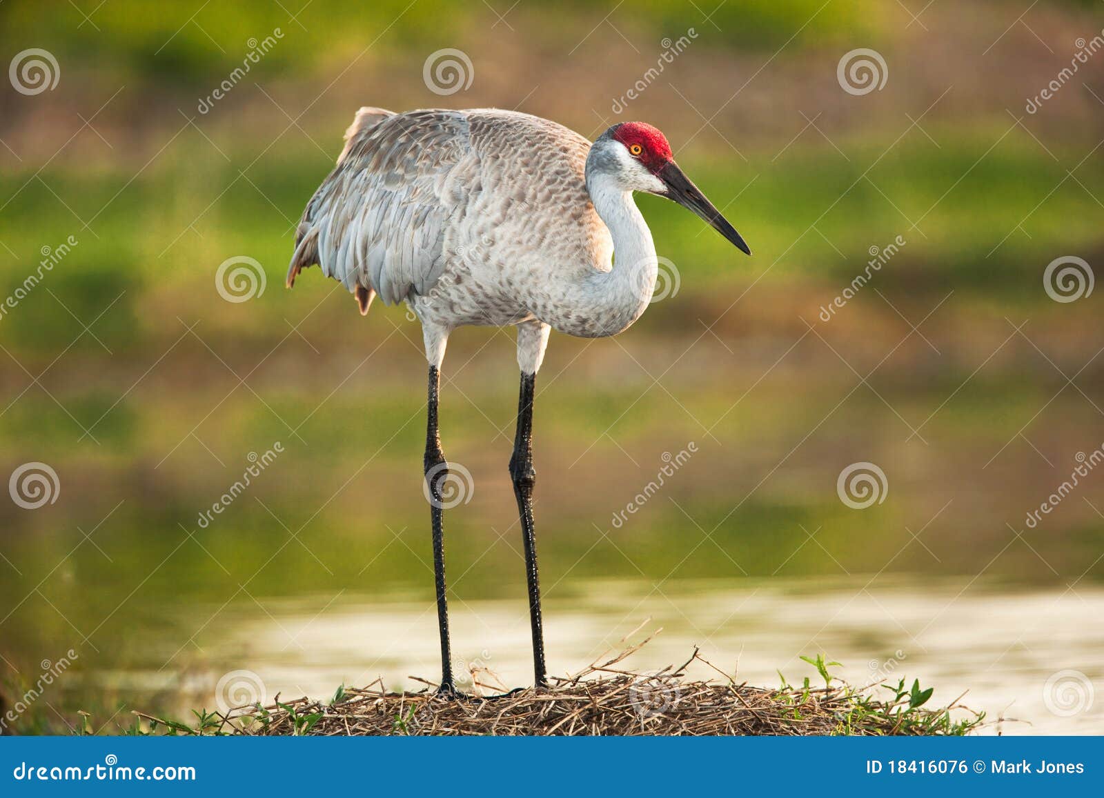 sandhill crane