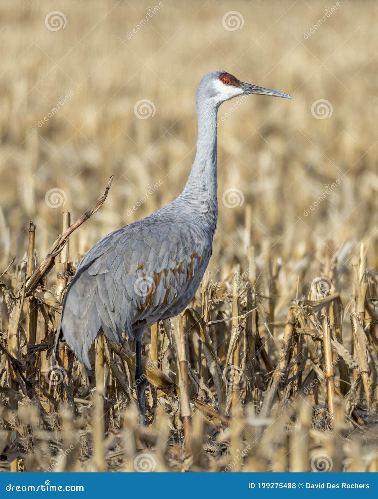 sandhill crane antigone canadensis feeding in a corn field