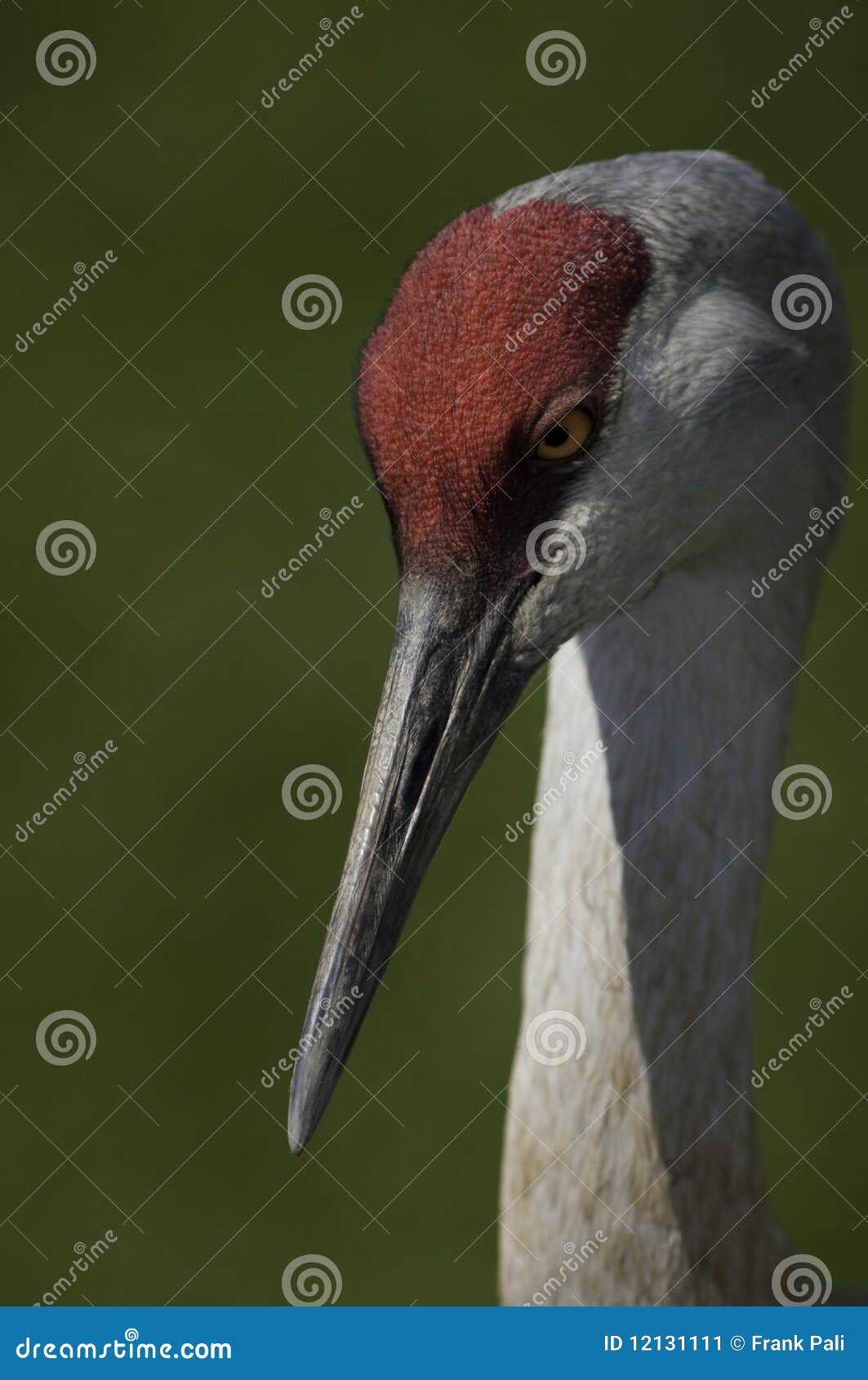 sandhill crane eyes and neck