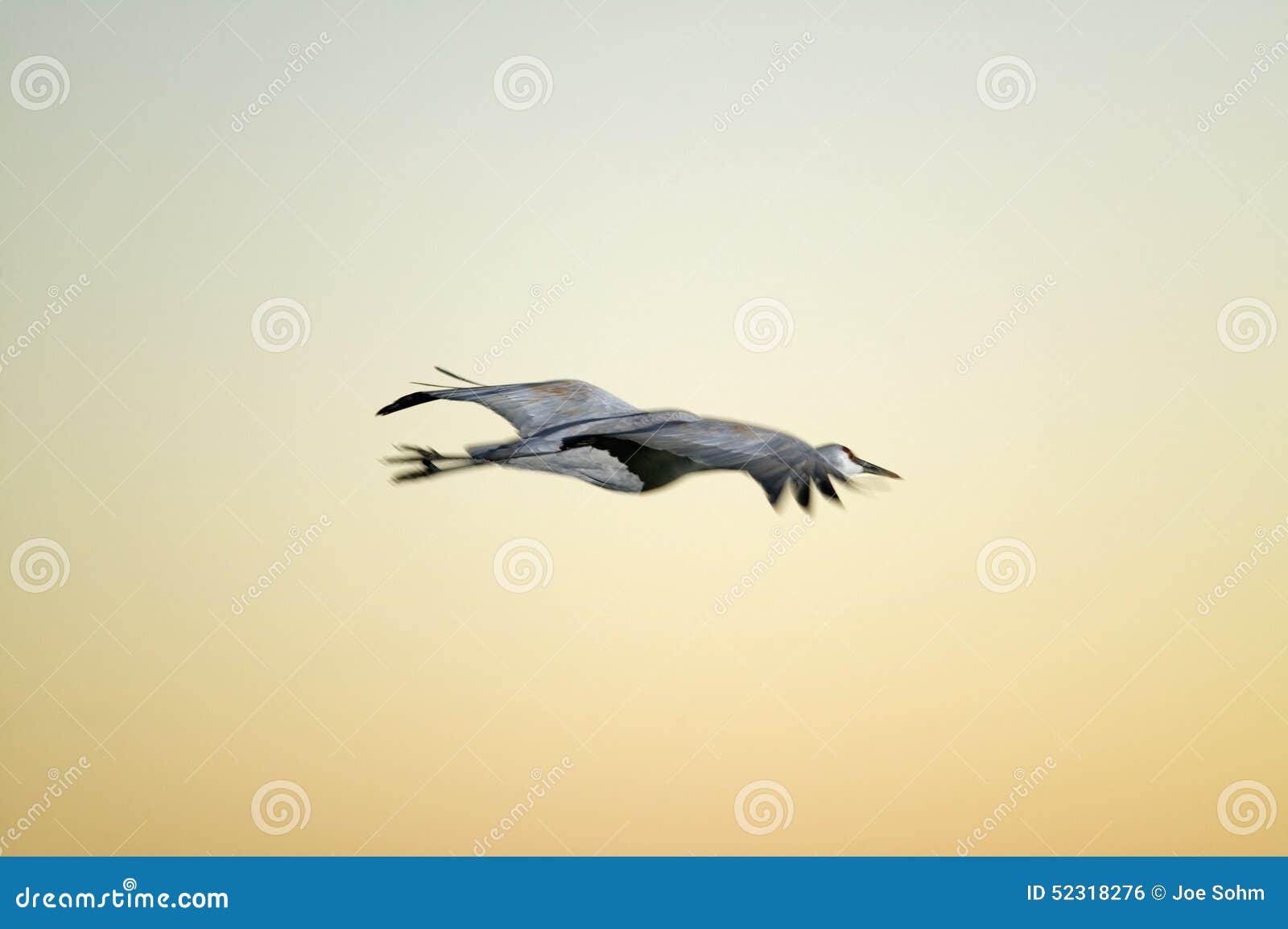 sandhill crane flies over the bosque del apache national wildlife refuge at sunrise, near san antonio and socorro, new mexico