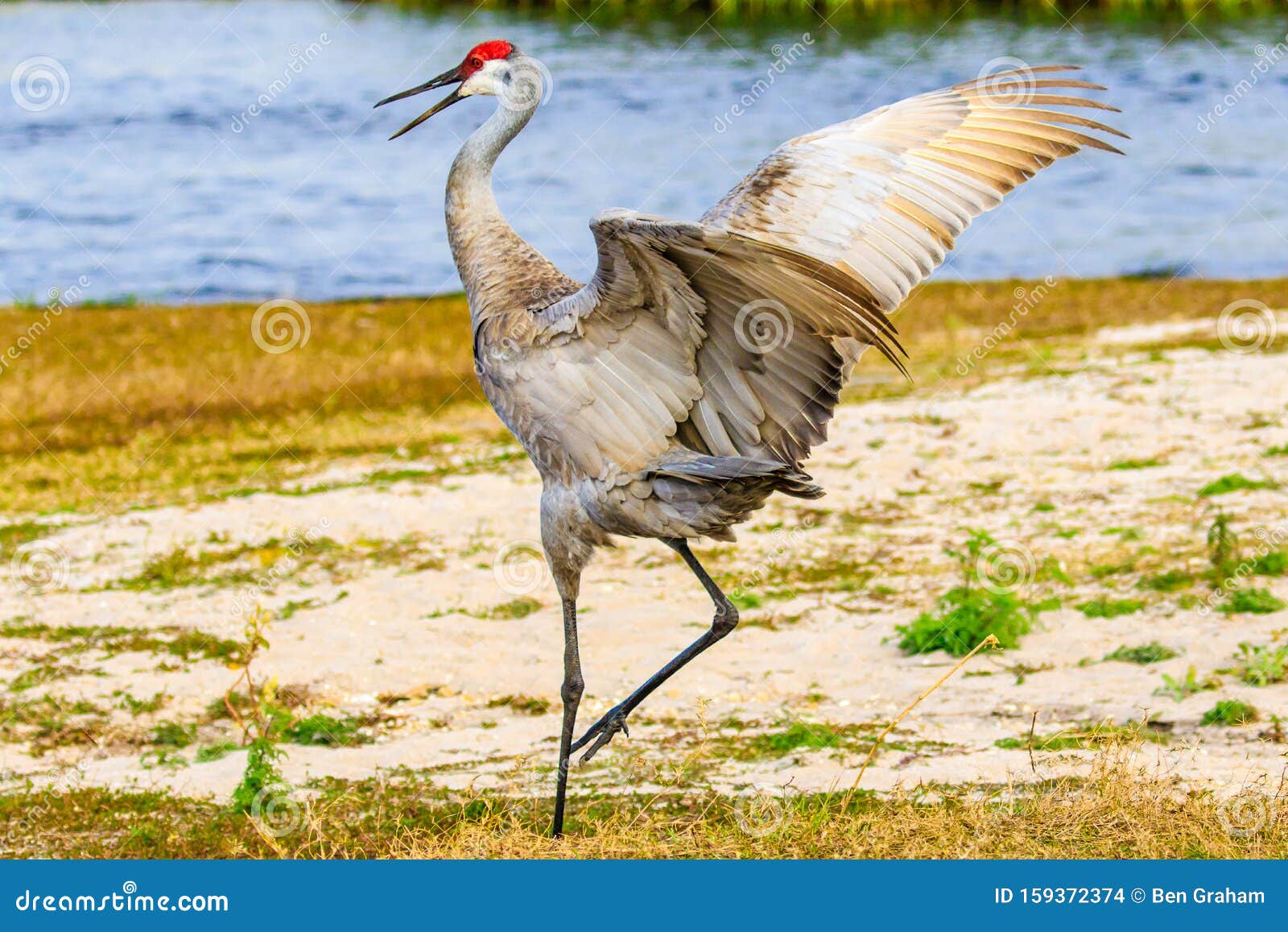 sandhill crane in florida myakka