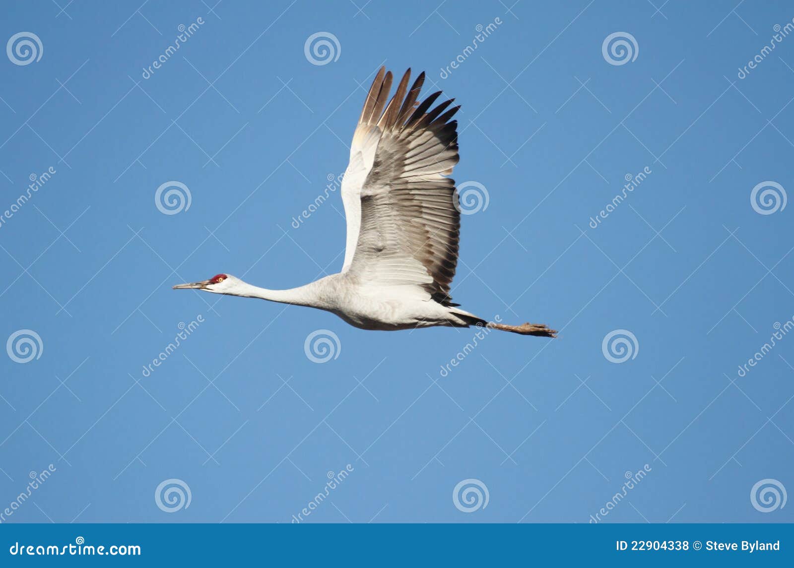 sandhill crane (grus canadensis)