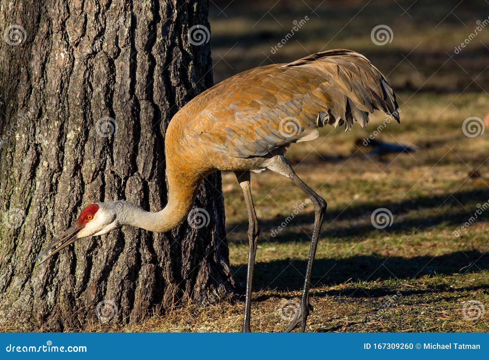 Sandhill Crane Grus Canadensis Eating Next To a Tree Stock Photo