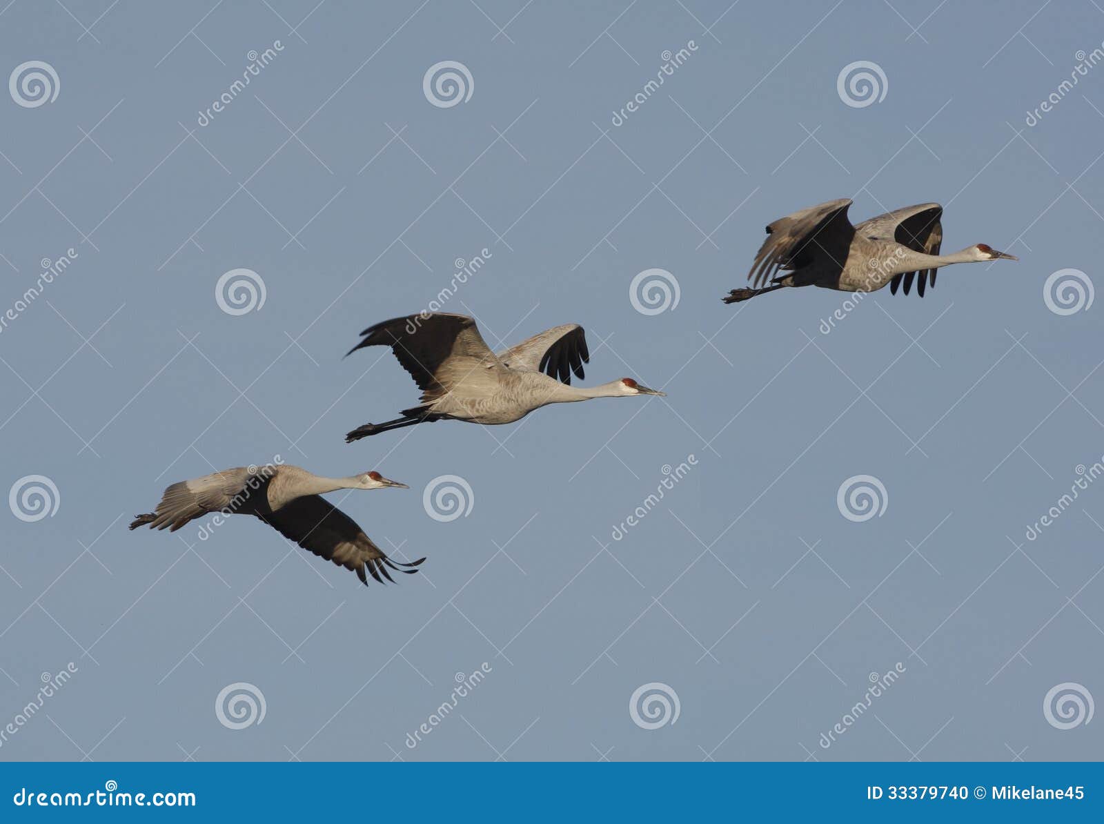 sandhill crane, grus canadensis