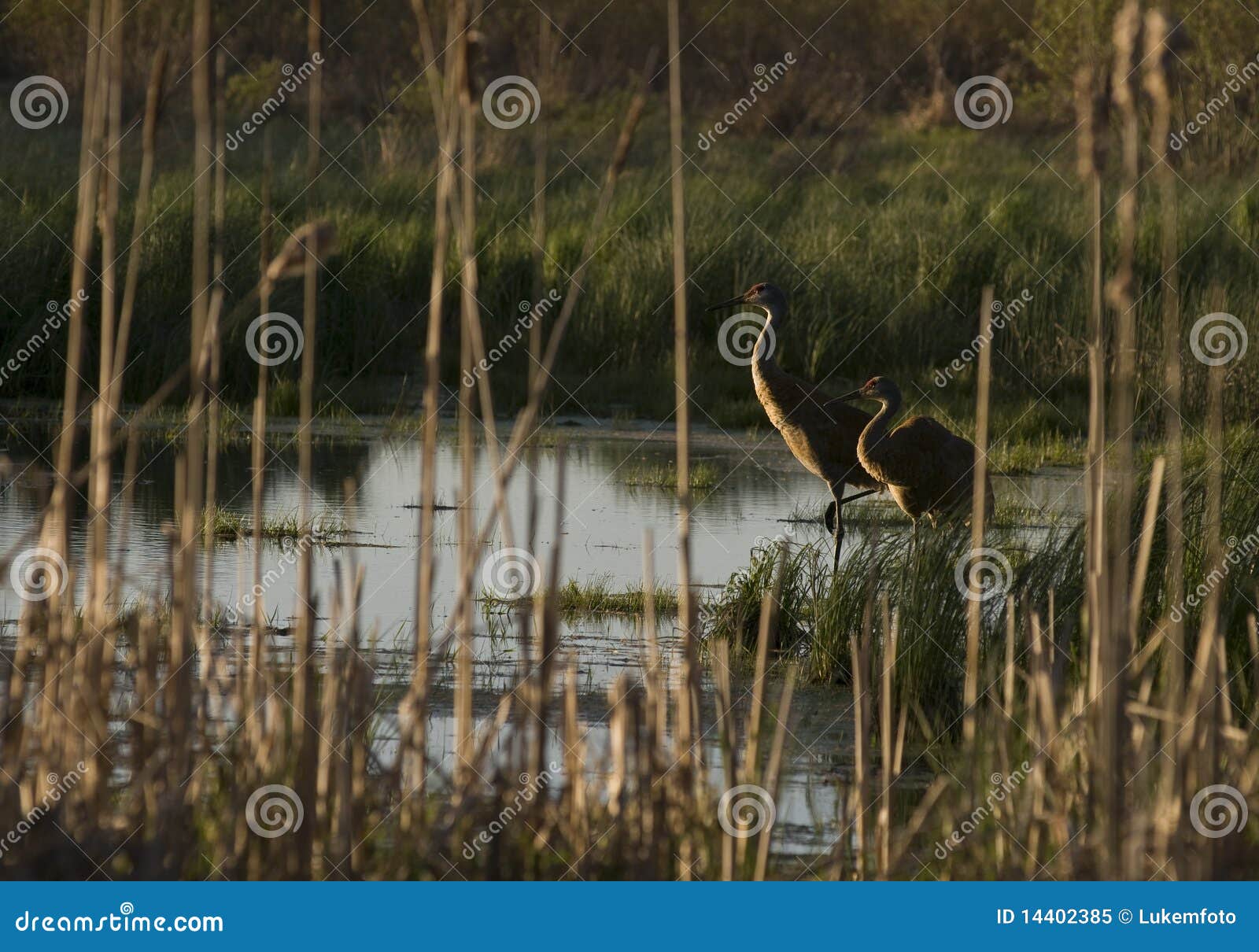 Sandhill Crane in marsh stock image. Image of crane, tails 14402385