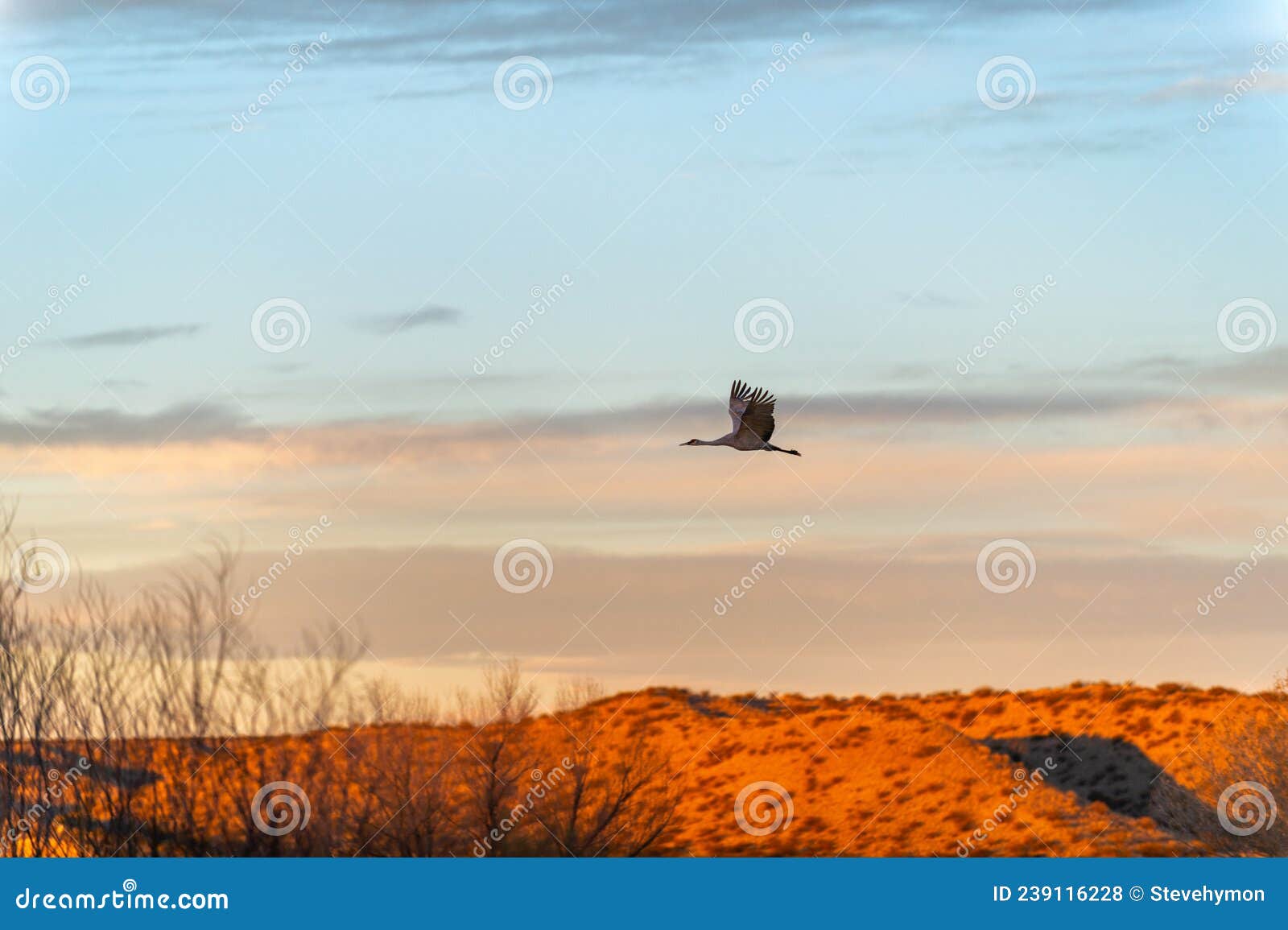 sandhill crane at sunrise over bosque del apache