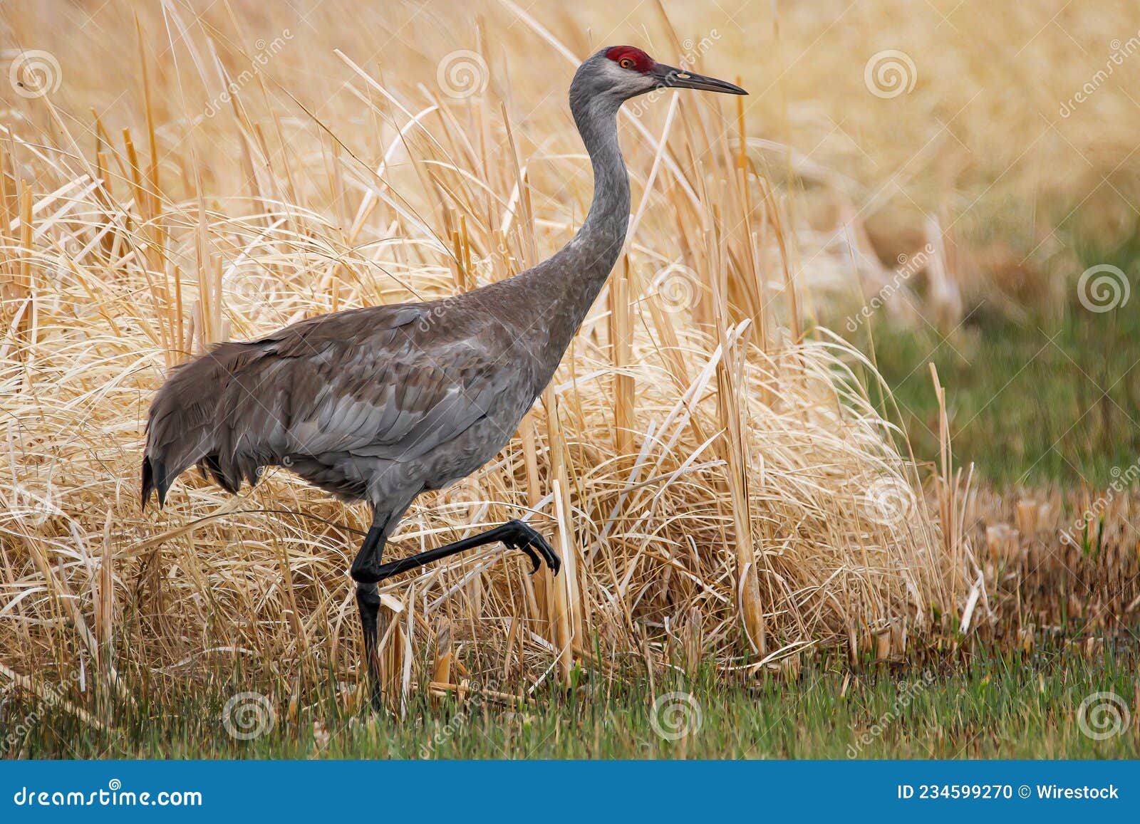 sandhill crane walking through a grassy wetland in the malheur national wildlife refuge