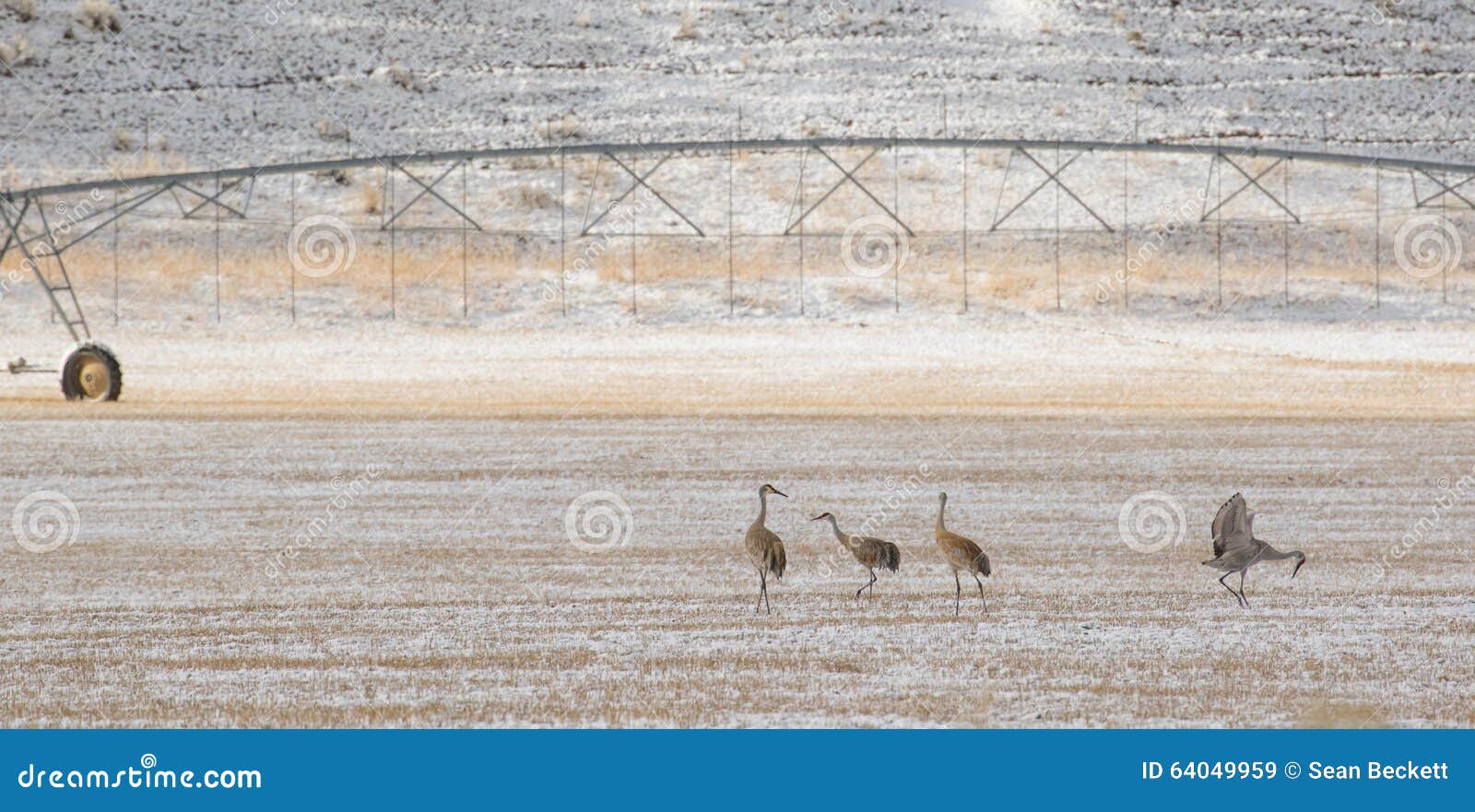 sandhill cranes birds forage agriculture pasture