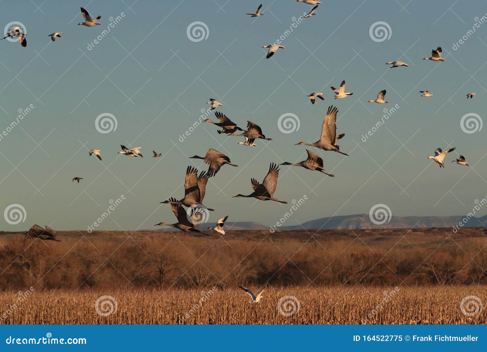 sandhill crane bosque del apache wildlife reserve,new mexico, usa