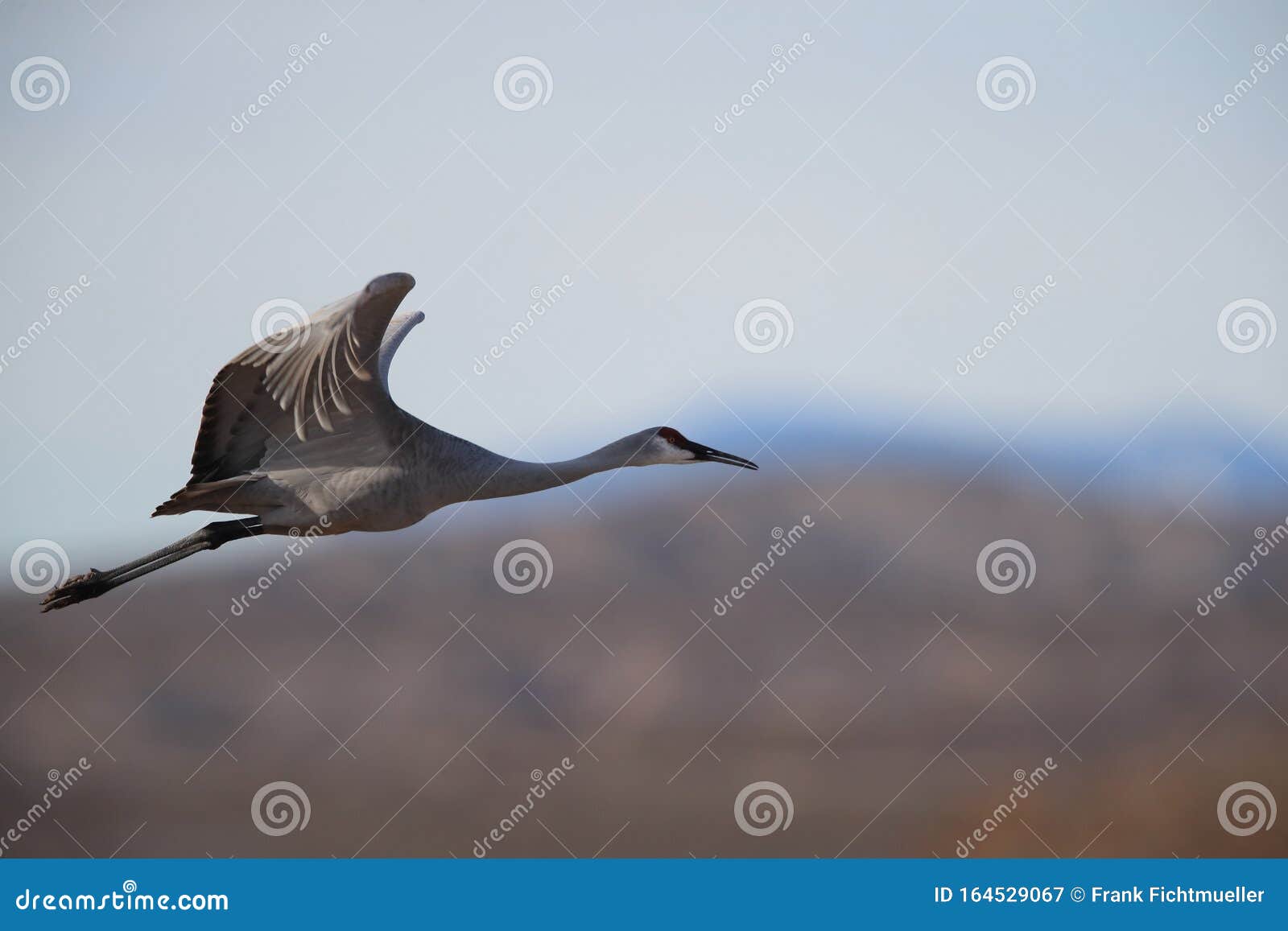 sandhill crane bosque del apache wildlife reserve,new mexico, usa