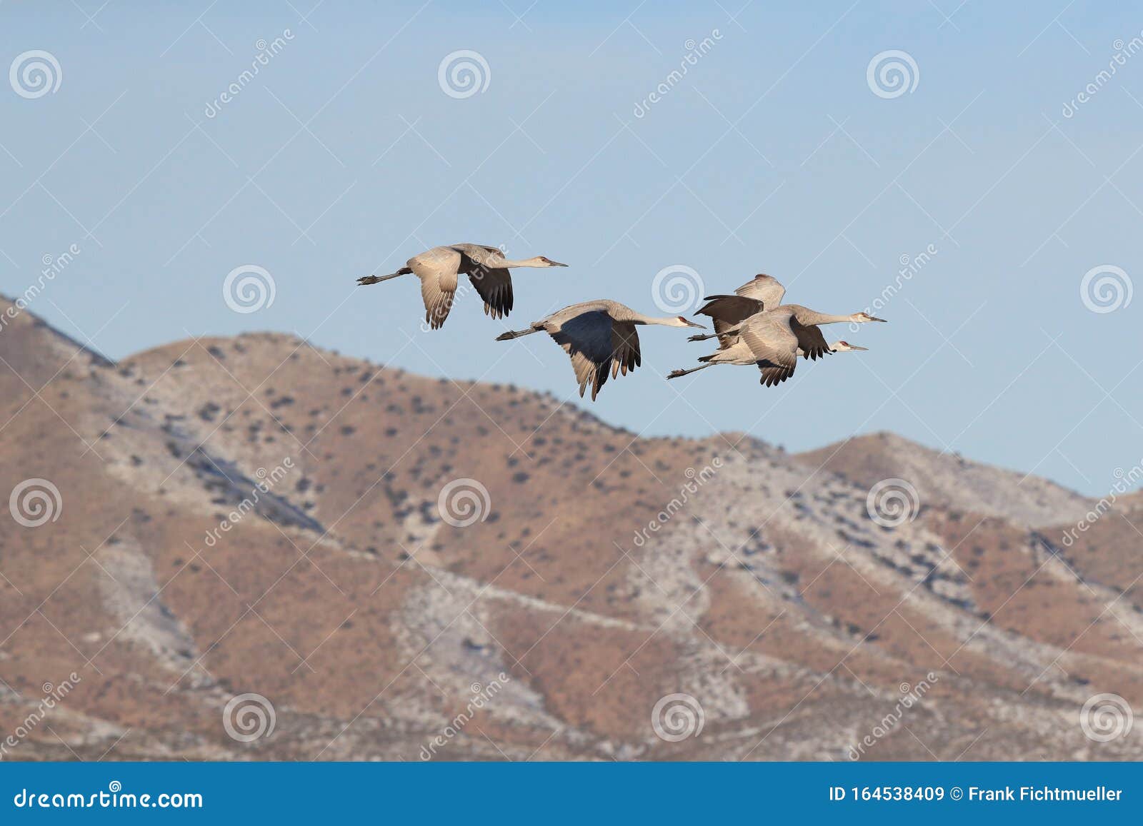 sandhill crane bosque del apache wildlife reserve,new mexico, usa