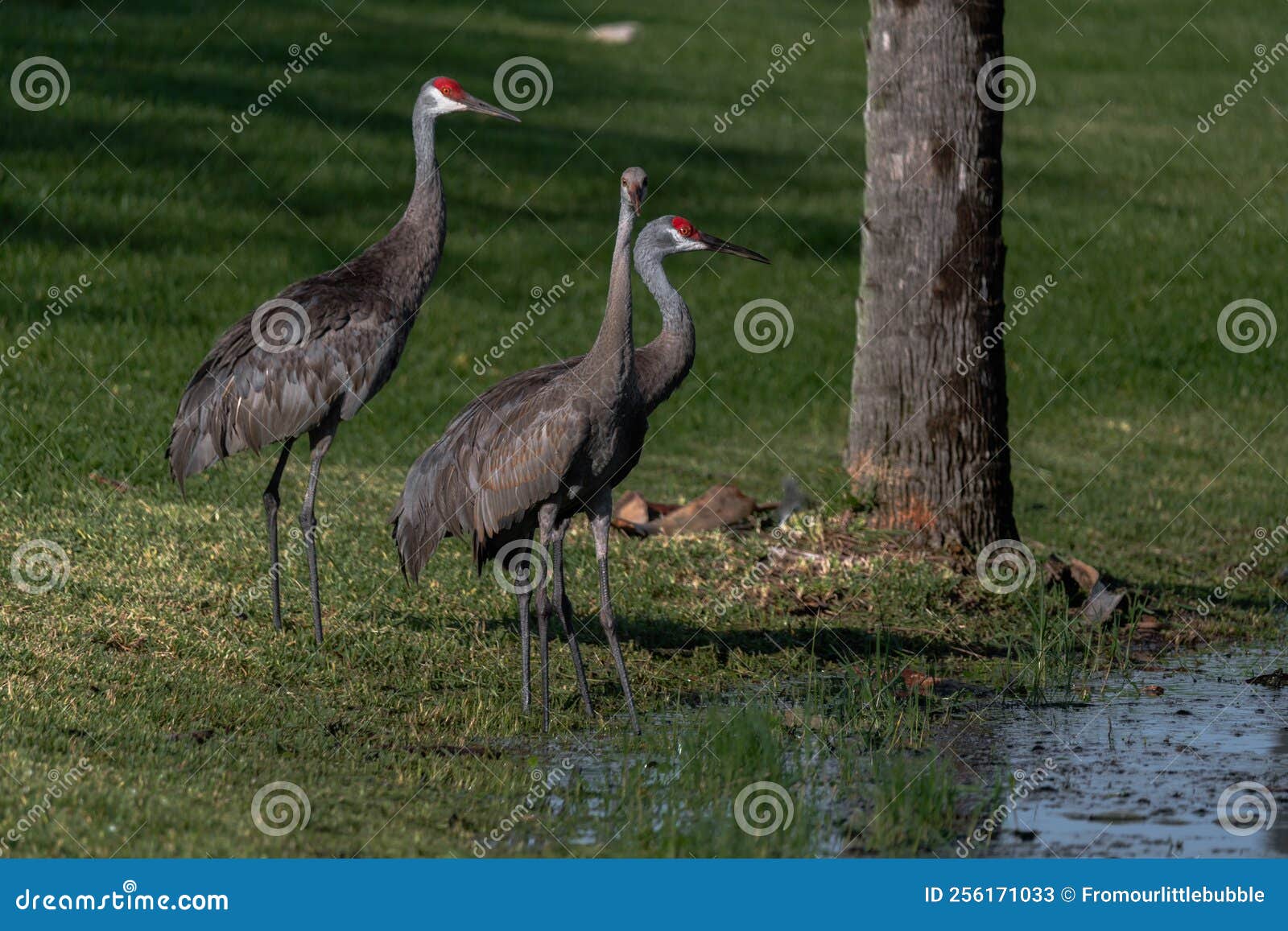 Sandhill Cranes in Central Florida Stock Image Image of florida, pond