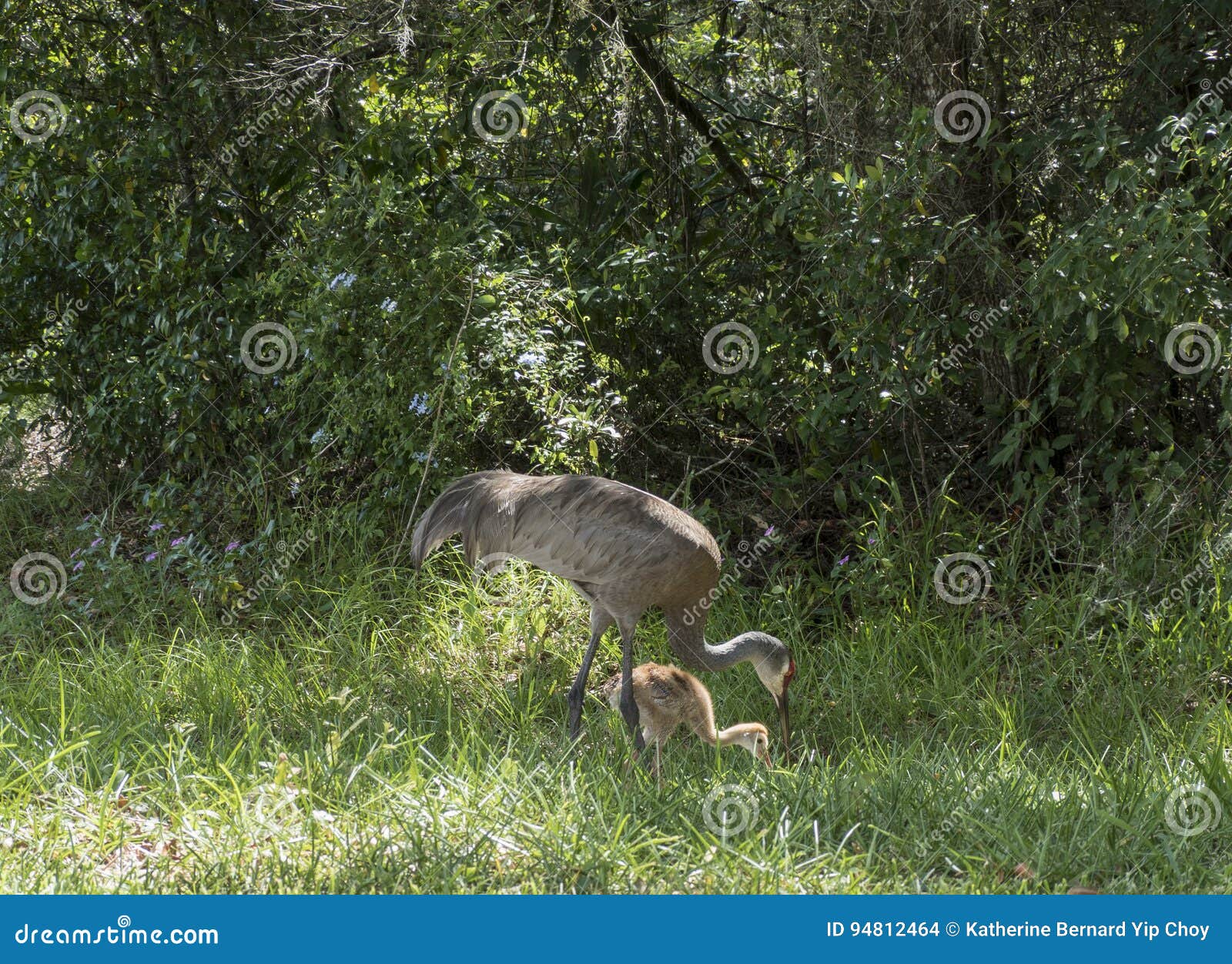 Sandhill Cranes Feeding with Their Young Stock Photo Image of