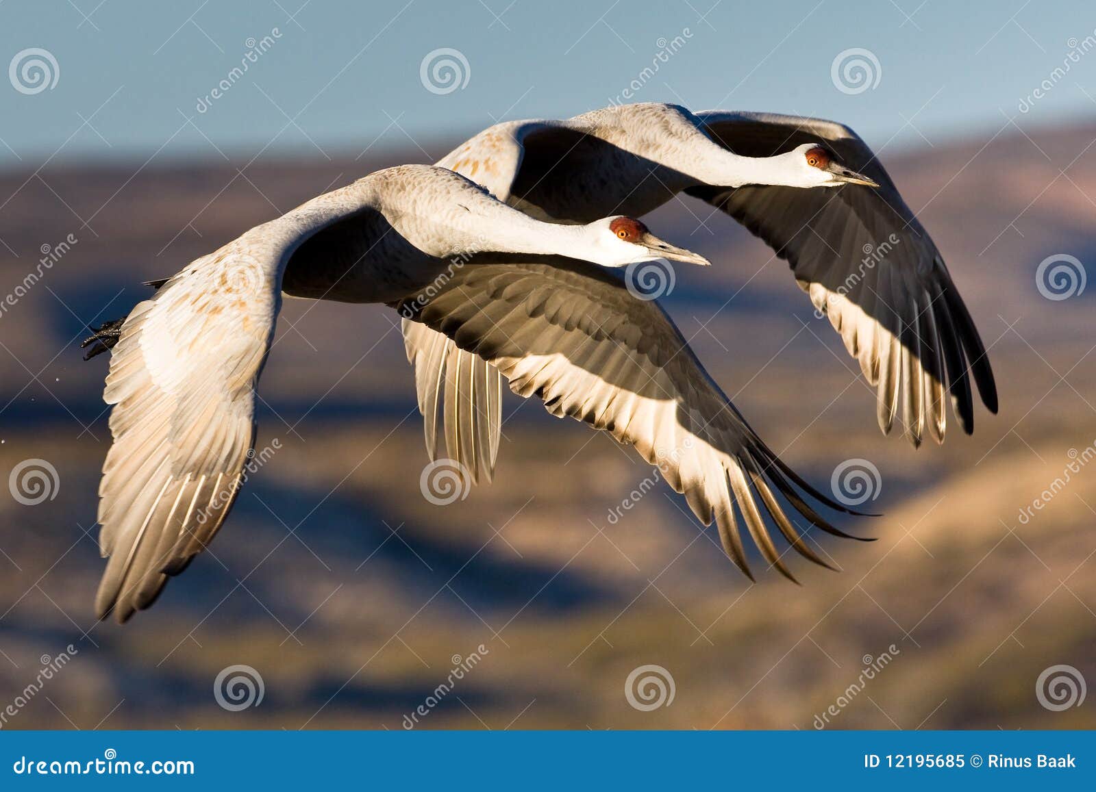 sandhill cranes in flight
