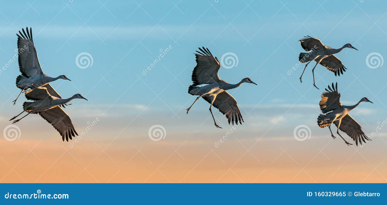 sandhill cranes at flight, bosque del apache national wildlife refuge, nevada