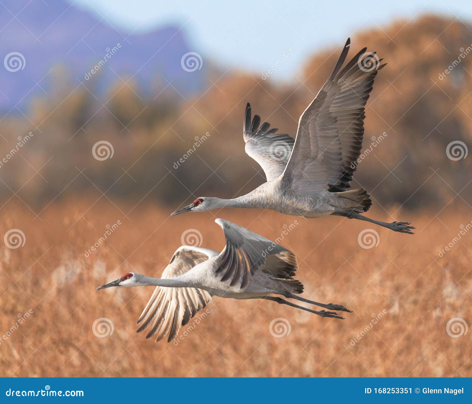sandhill cranes in flight over marsh