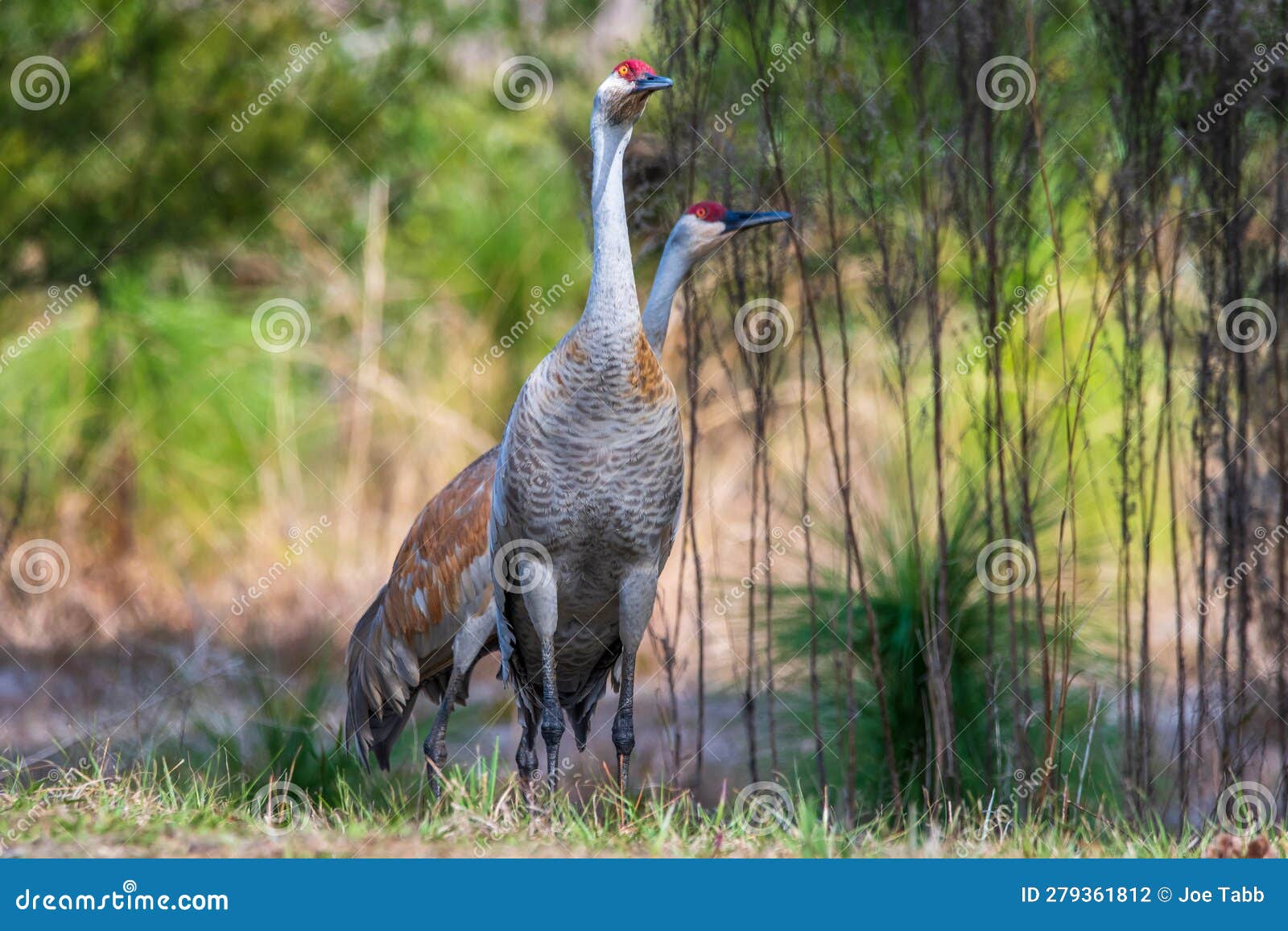 Sandhill Cranes in Florida. Stock Photo Image of brown, mask 279361812