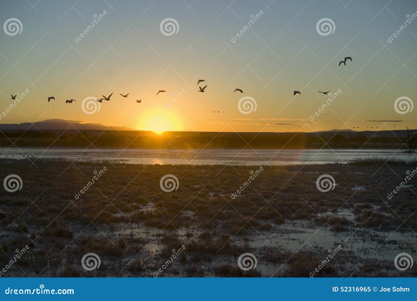 sandhill cranes fly over the bosque del apache national wildlife refuge at sunrise, near san antonio and socorro, new mexico