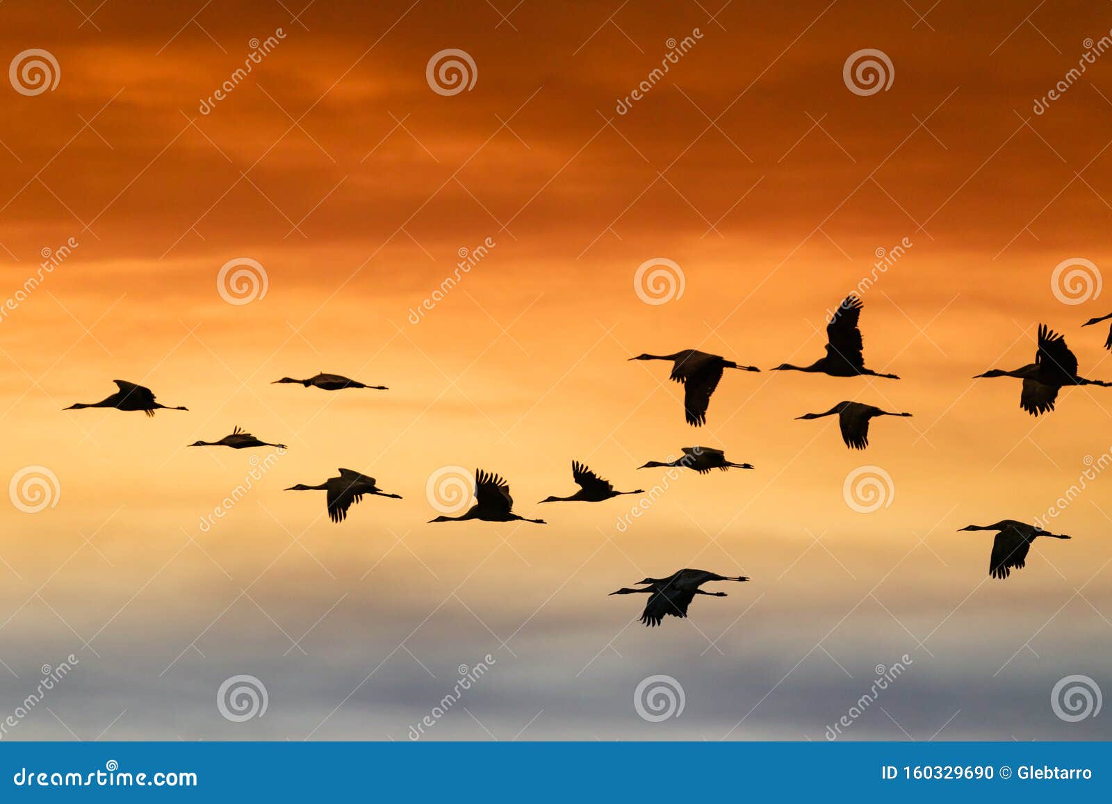sandhill cranes flying at bosque del apache national wildlife refuge at sunset