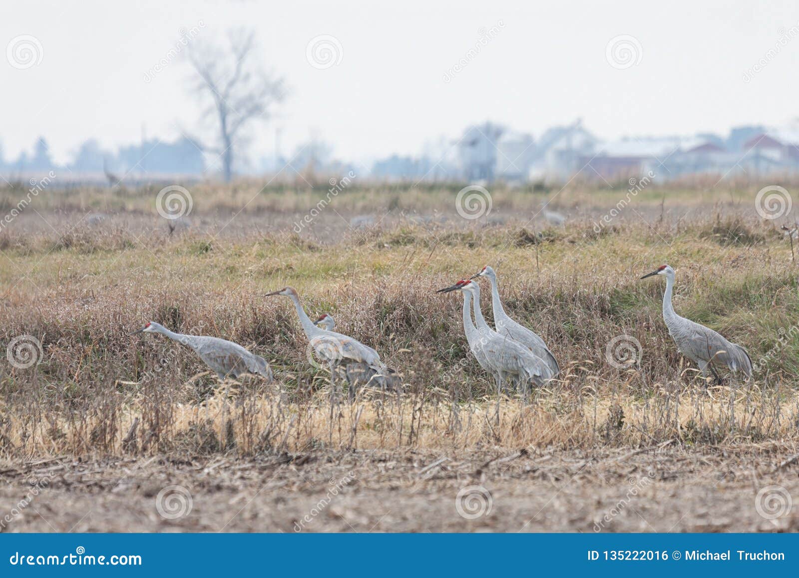sandhill cranes gather in a field