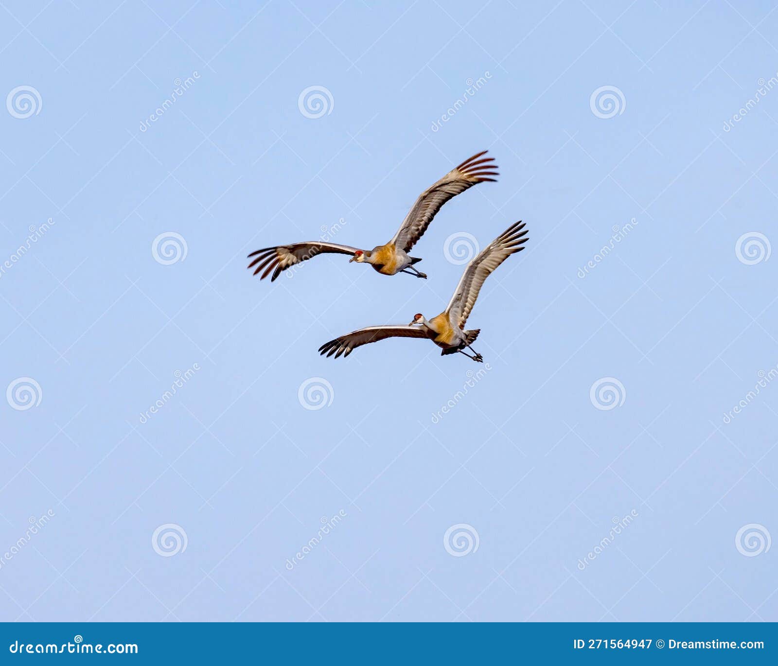 sandhill cranes glide through the morning air