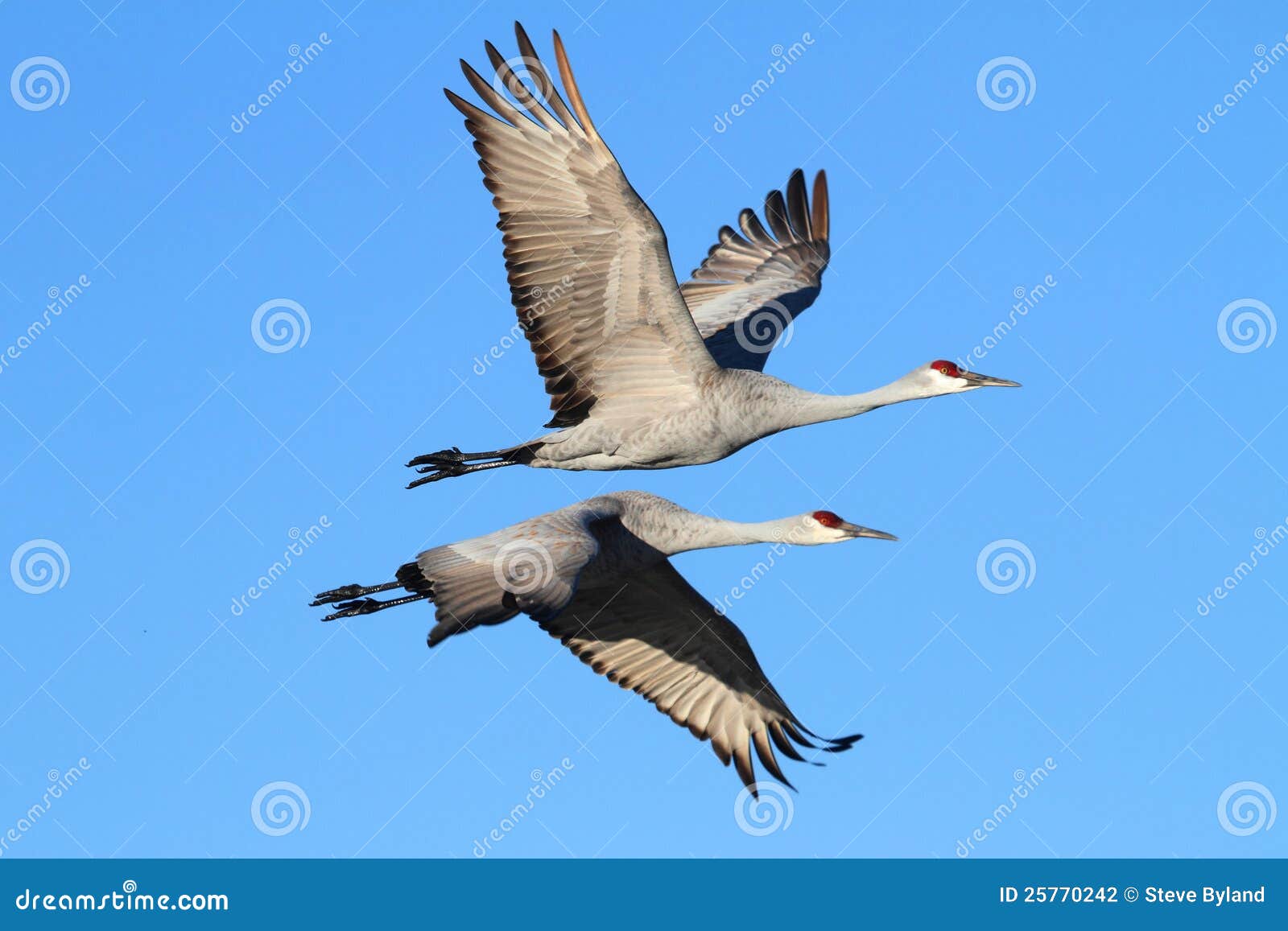 sandhill cranes (grus canadensis)