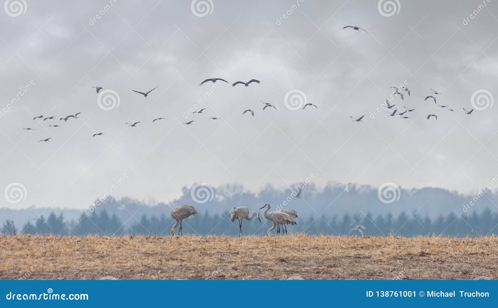 sandhill cranes migrate into a farm