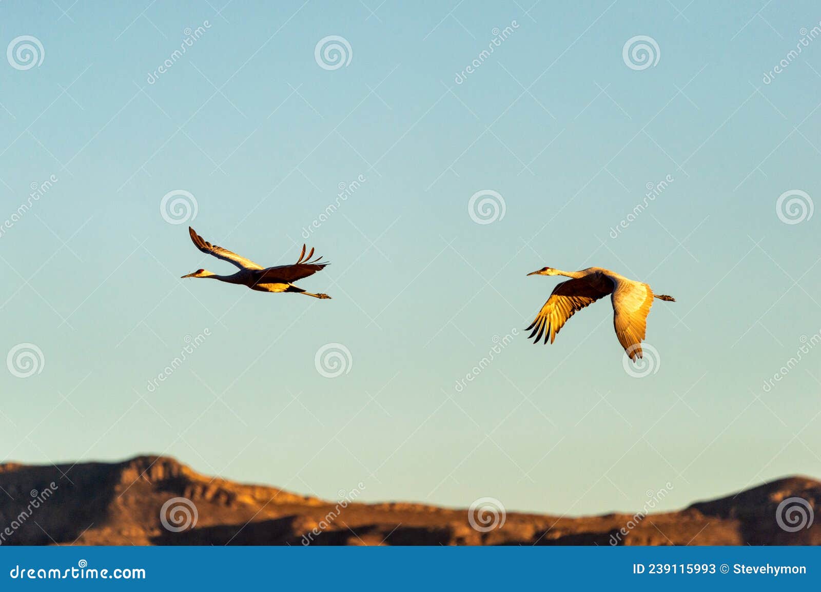 sandhill cranes soaring over bosque del apache