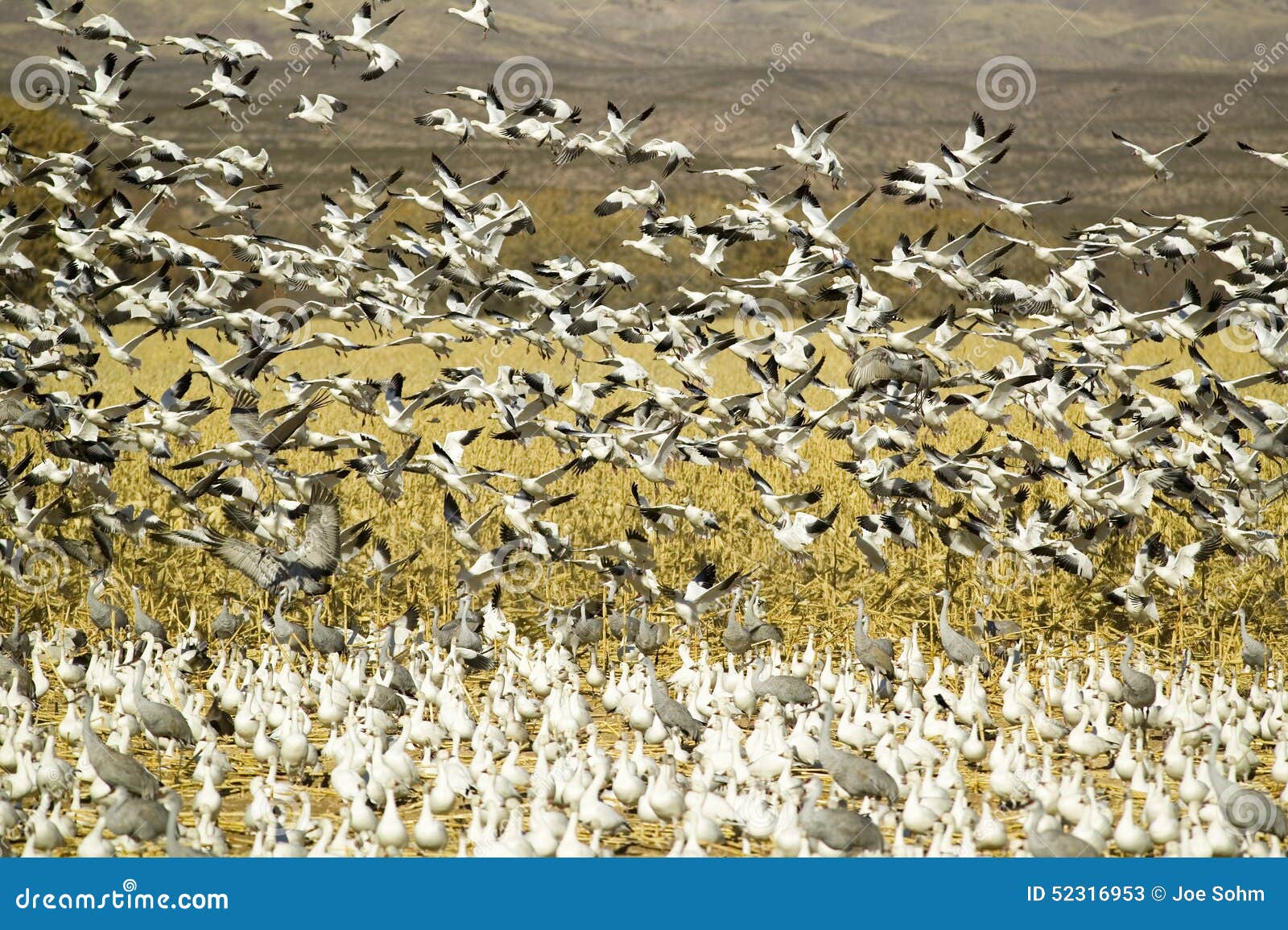 sandhill cranes and snow geese fly over corn field at the bosque del apache national wildlife refuge, near san antonio and socorro
