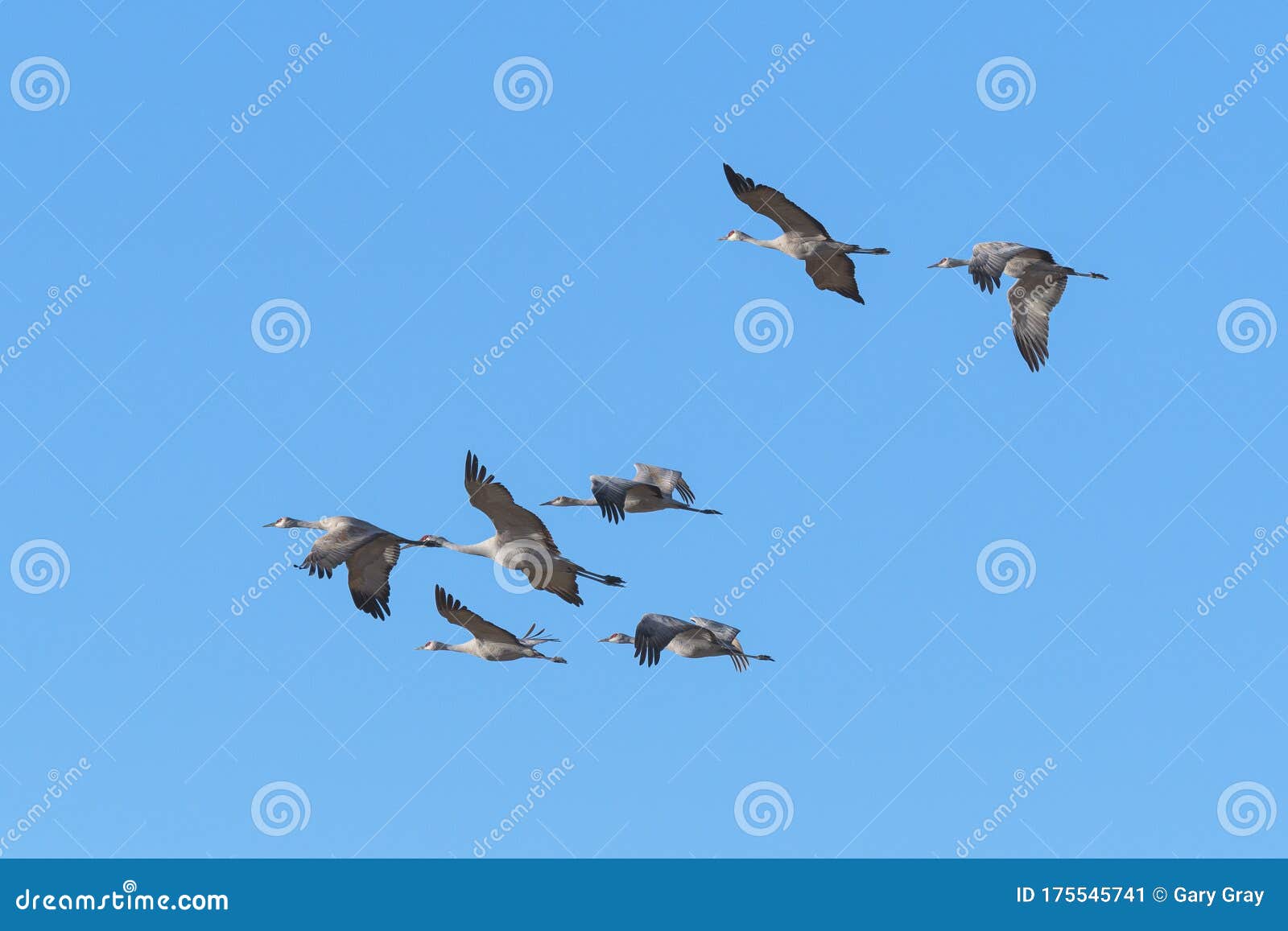 migrating greater sandhill cranes in monte vista, colorado
