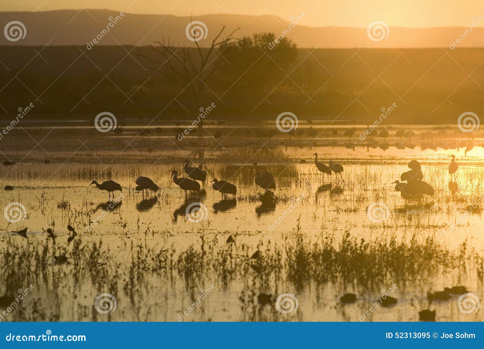 sandhill cranes walk on lake at sunrise at the bosque del apache national wildlife refuge, near san antonio and socorro, new