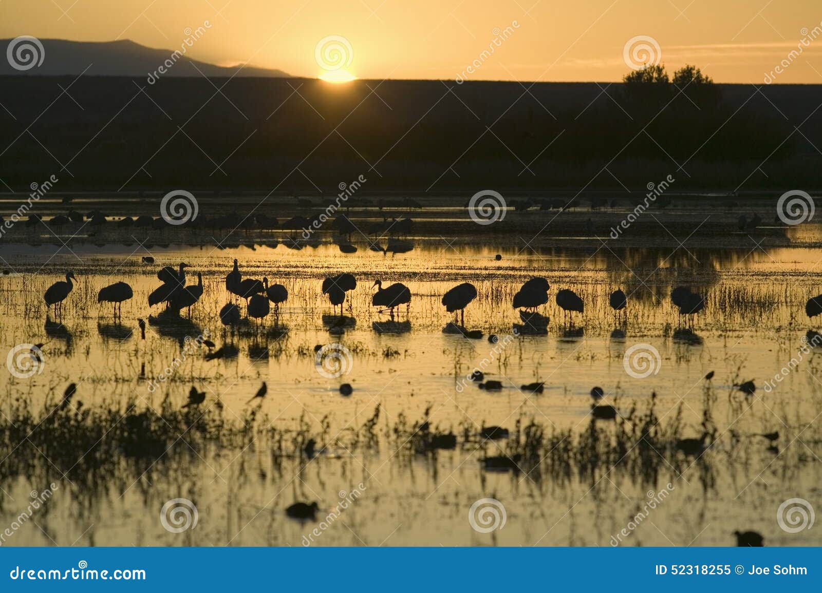 sandhill cranes walk on lake at sunrise at the bosque del apache national wildlife refuge, near san antonio and socorro, new