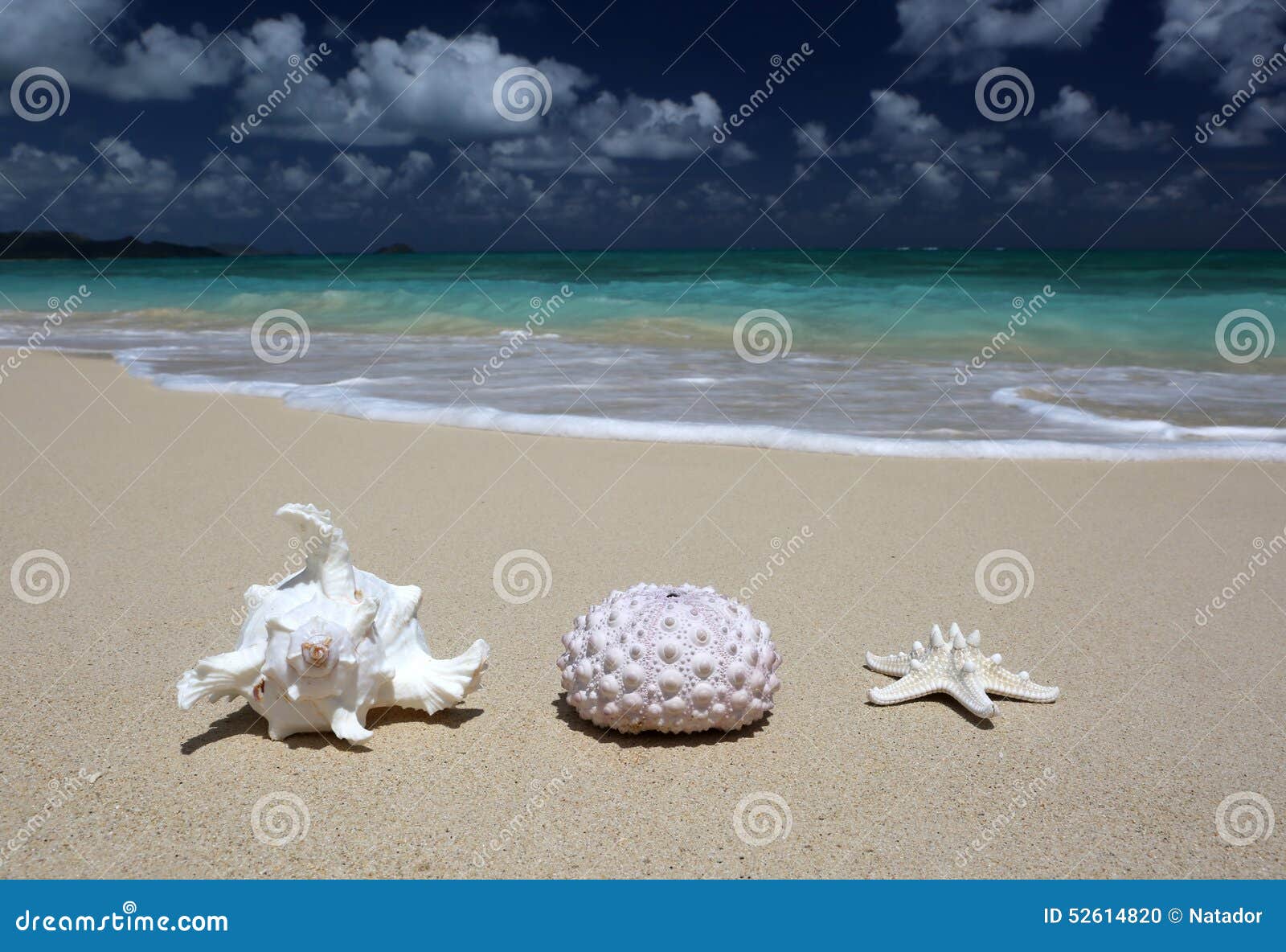 Sandiger Strand Seeoberteil-Seeigel-Oberteil Starfish. Seeoberteil, Seeigeloberteil und Starfish auf sandigem Strand mit Türkis wässern