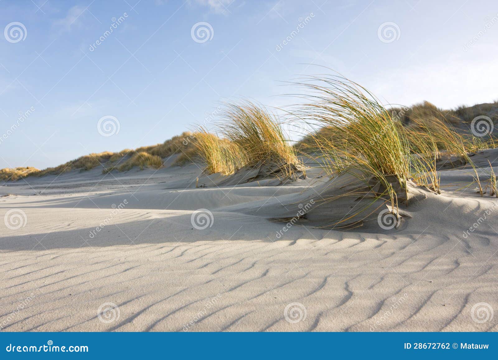 Sandkräuselungen in den Dünen. Kräuselungen im Sand eines Strandes, in den Hintergrunddünen und im Strandhafer