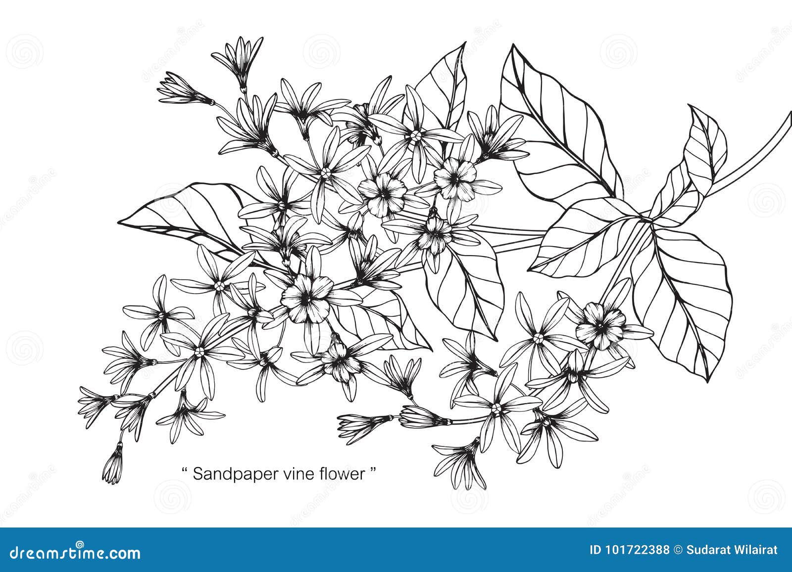 Drawing Vine Vector Images over 9800