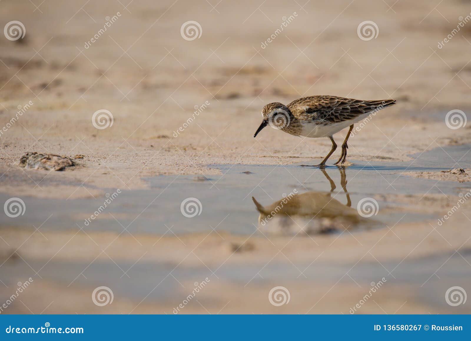 sandpiper bird in las coloradas in mexico