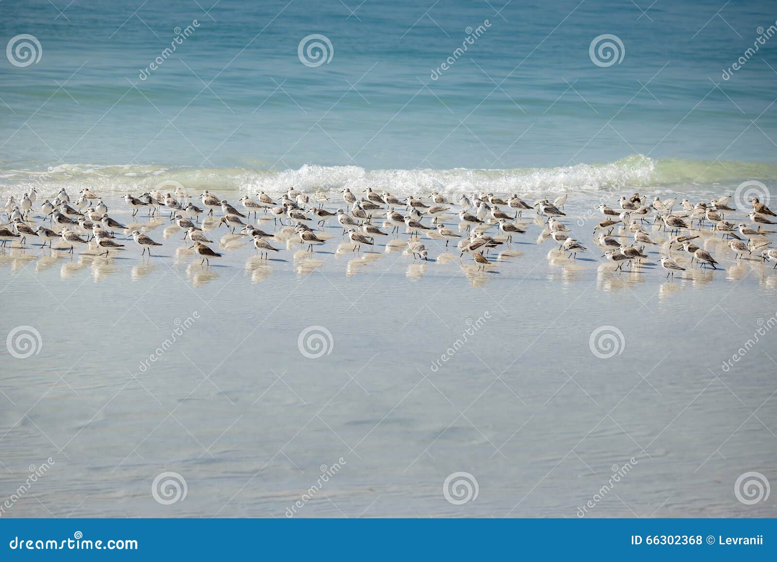 sandpiper flock at a winter siesta key beach in florida