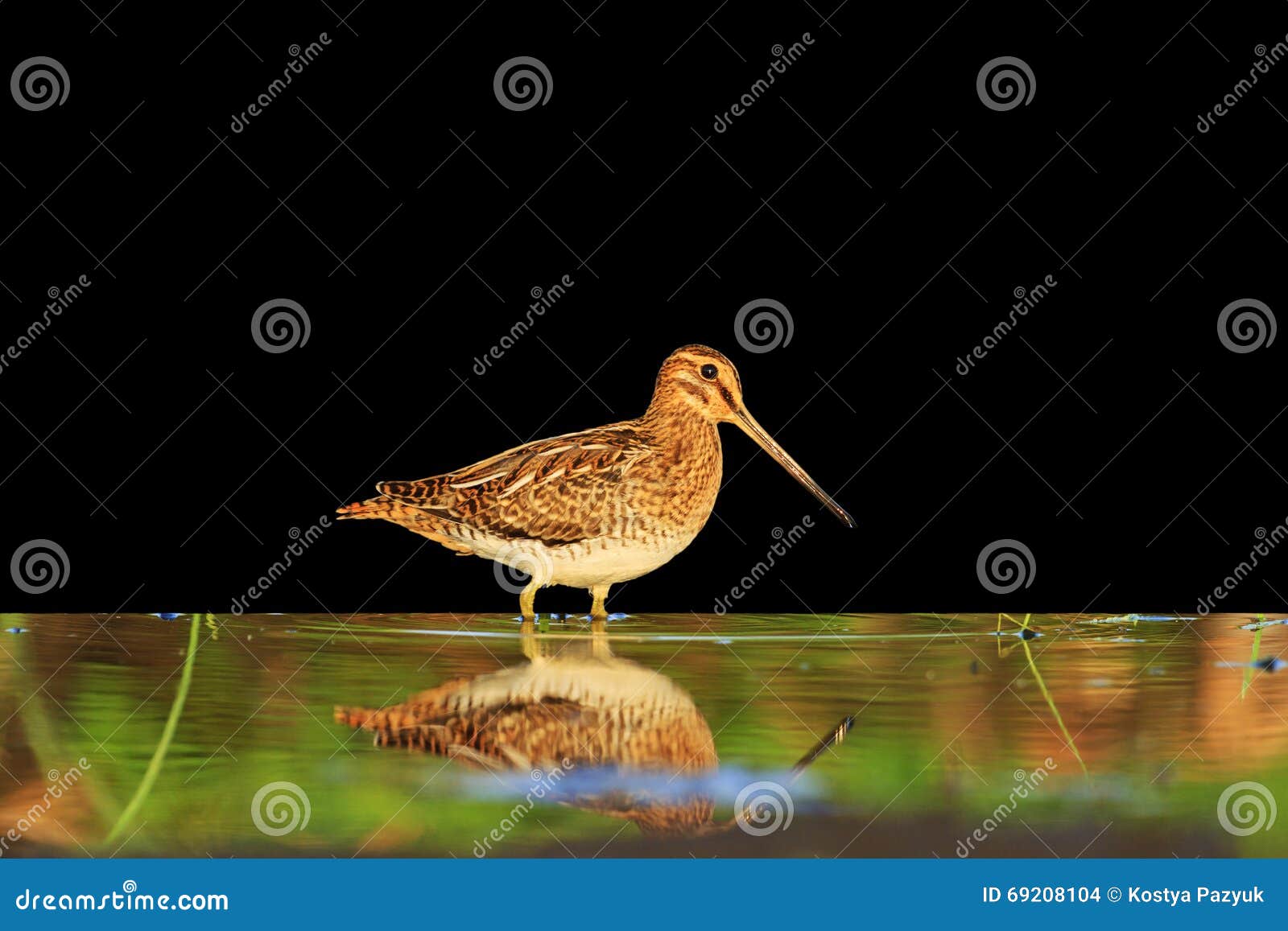 sandpiper with reflection  on a black background