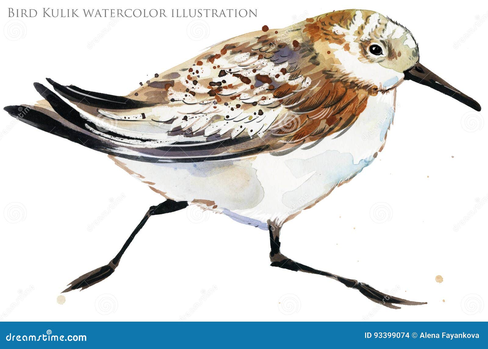 sandpiper water bird watercolor 