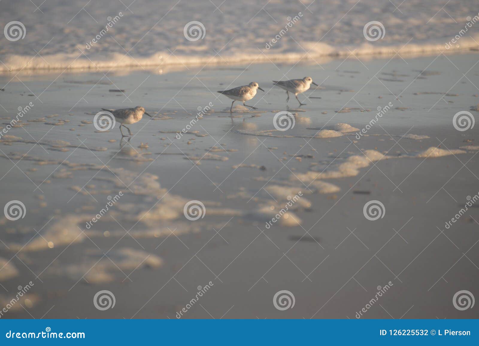 the late afternoon sun shines brightly on three sandpipers on a north florida beachthe snadpipers share the hunting ground on a sy