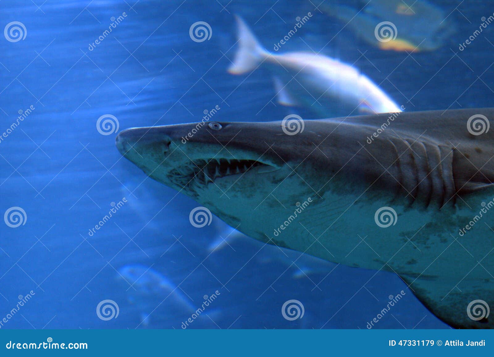 195 Man Shark Fishing Stock Photos - Free & Royalty-Free Stock