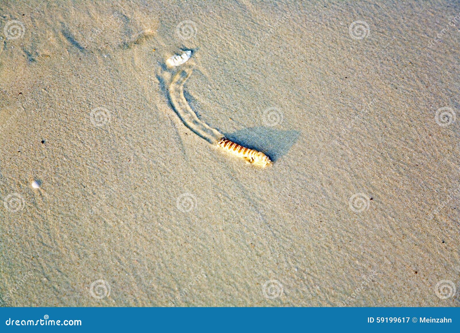 Sandworm at the beach stock image. Image of crawling - 59199617