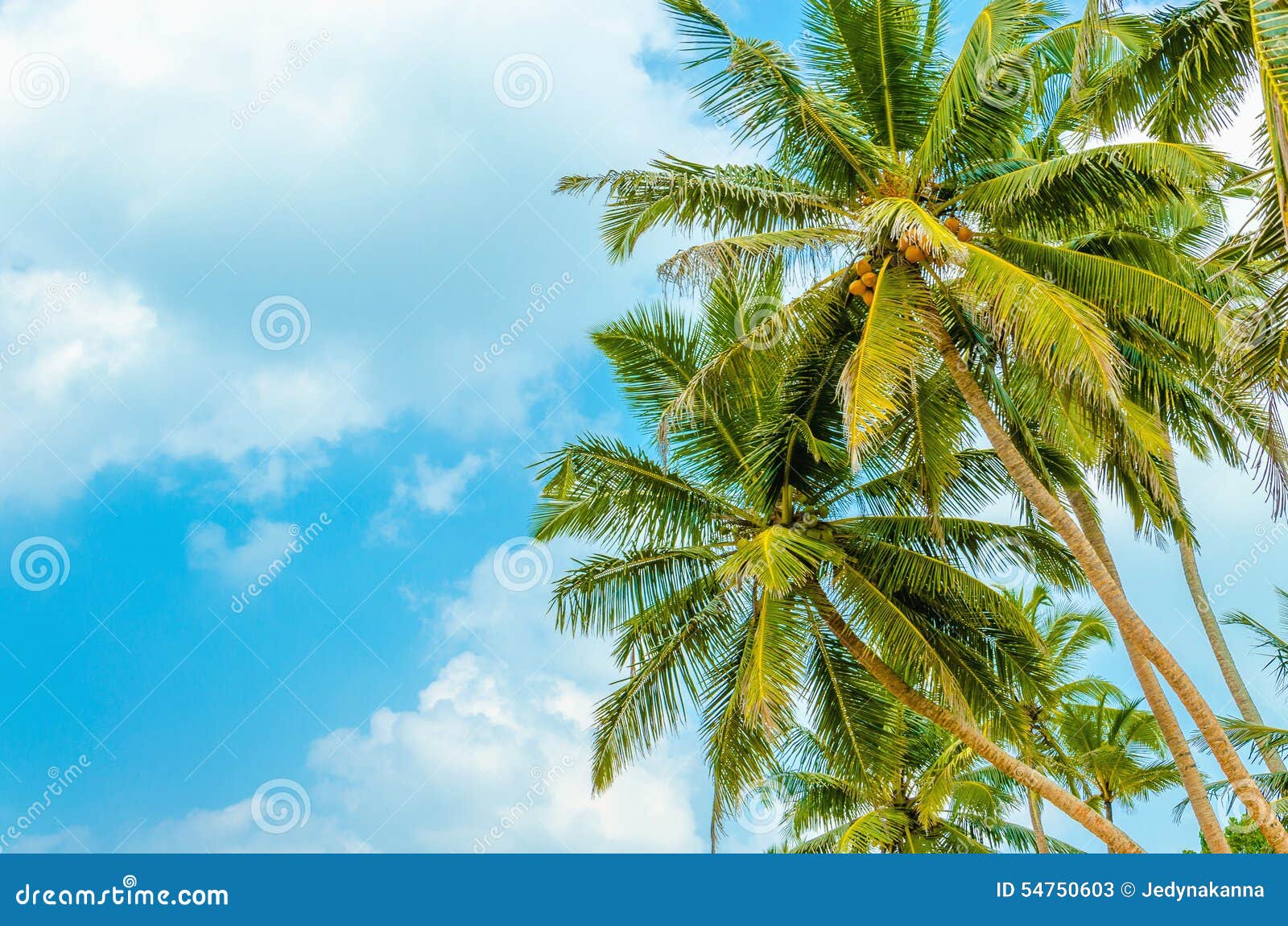 Sandy Beach with Coconut Palm Against Blue Sky Stock Image - Image of ...