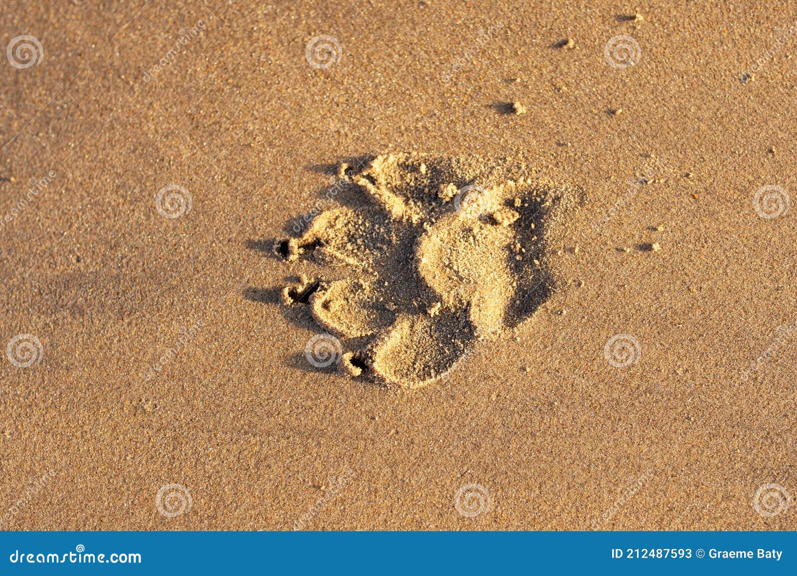 Sandy Beach Dog Paw Prints in Sand Stock Image Image of prints, sand